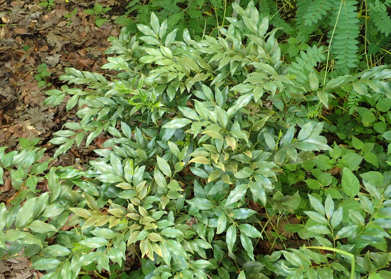 Fragrant Sarcococca Or Sweet Box (Sarcococca Ruscifolia) — These are followed by attractive red berries, which may mature to black, adding further interest