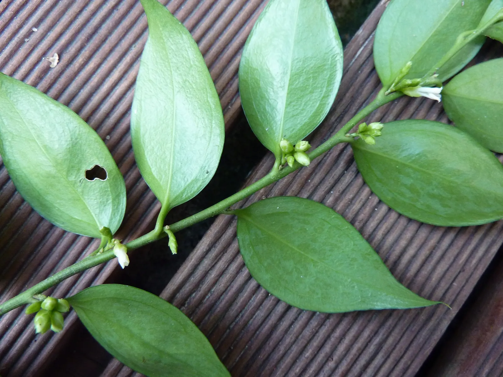Fragrant Sarcococca Or Sweet Box (Sarcococca Ruscifolia) — <br><br>In late winter to early spring