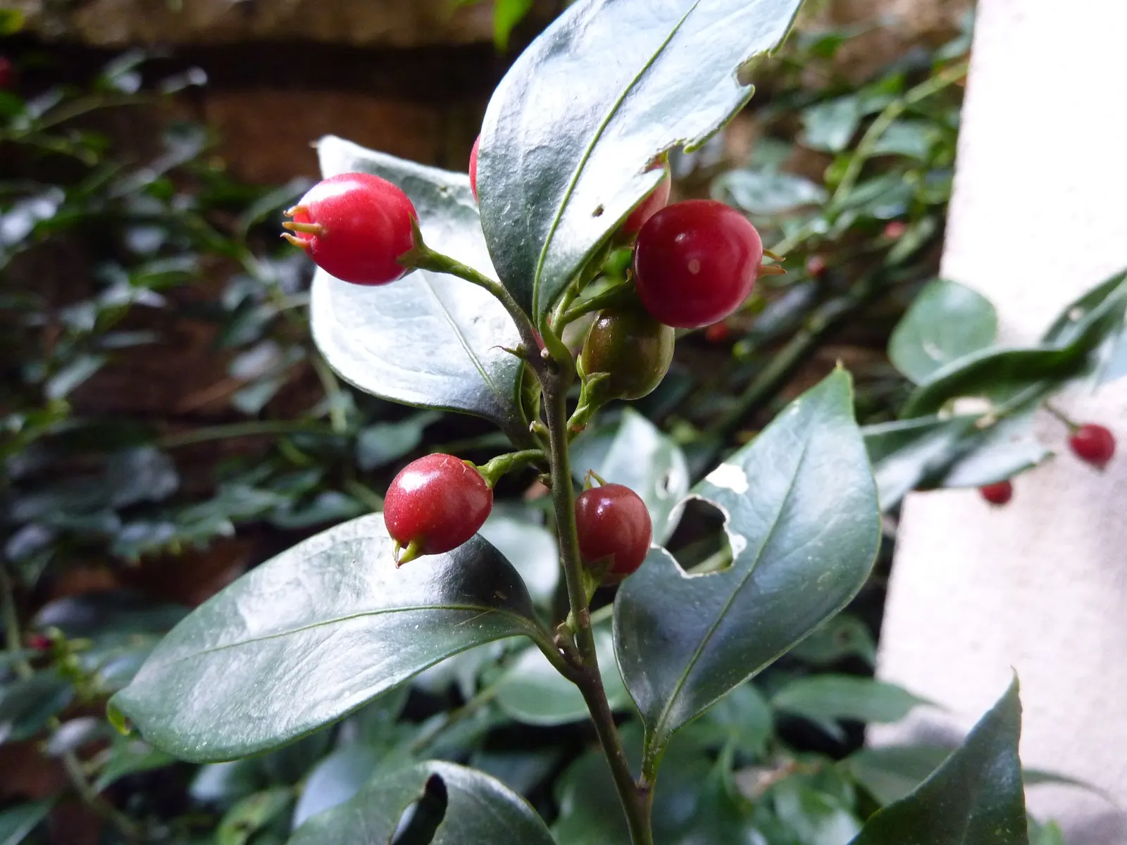 Fragrant Sarcococca Or Sweet Box (Sarcococca Ruscifolia) — rendering it suitable for foundational plantings