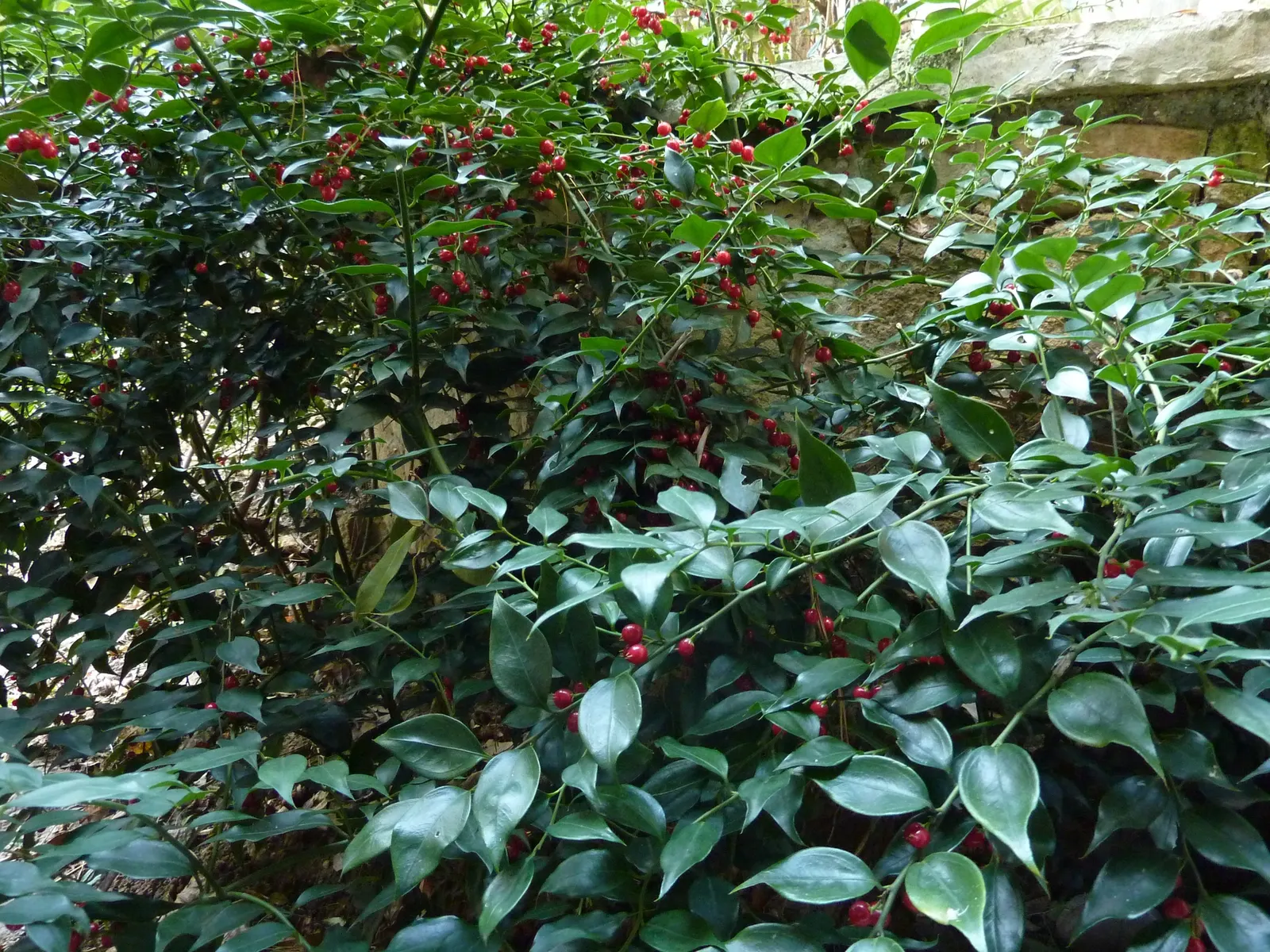 Fragrant Sarcococca Or Sweet Box (Sarcococca Ruscifolia) — ground cover / shrub with white blooms