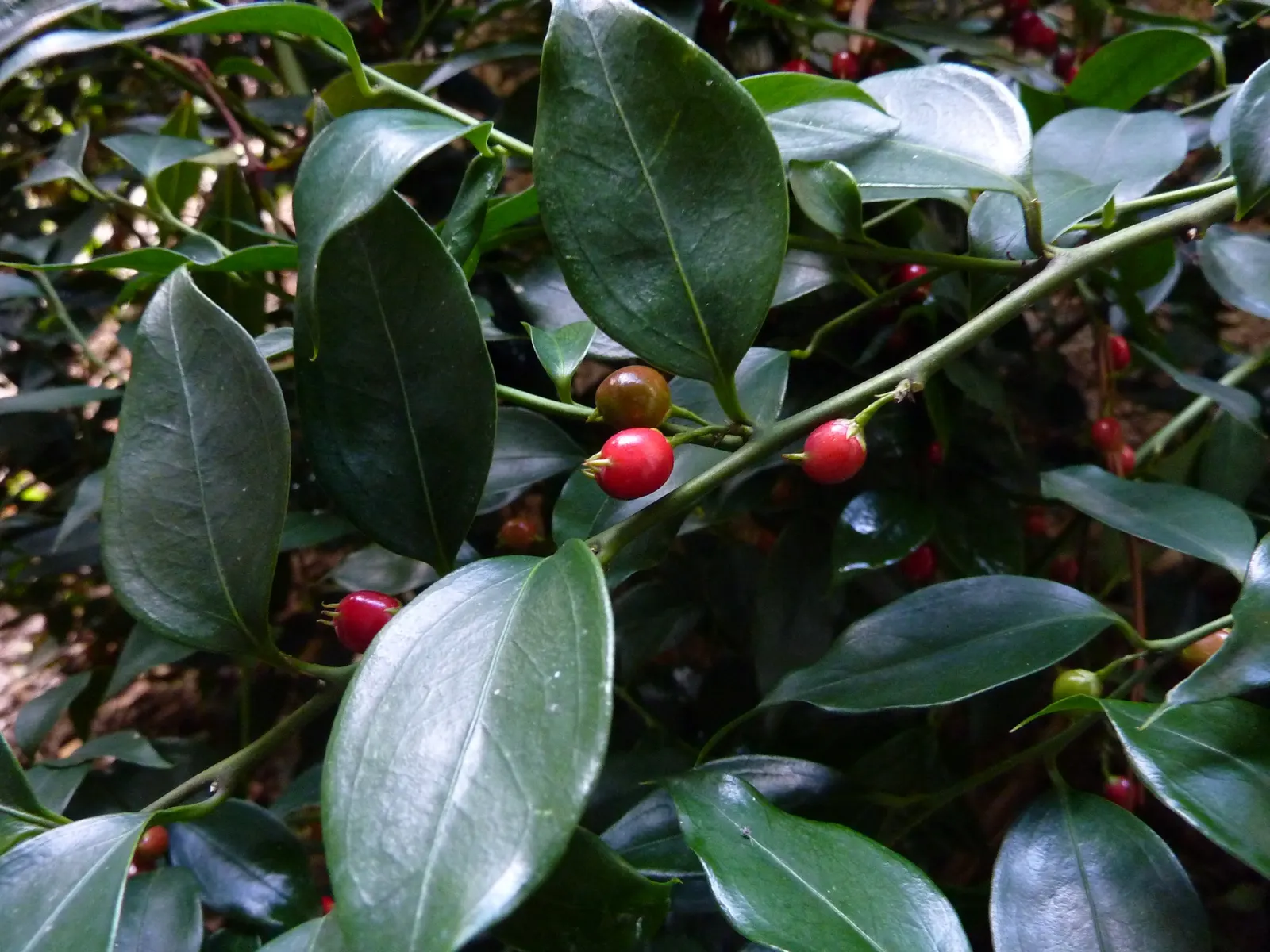 Fragrant Sarcococca Or Sweet Box (Sarcococca Ruscifolia) — It adapts well to a variety of soil types and is quite drought-tolerant once established