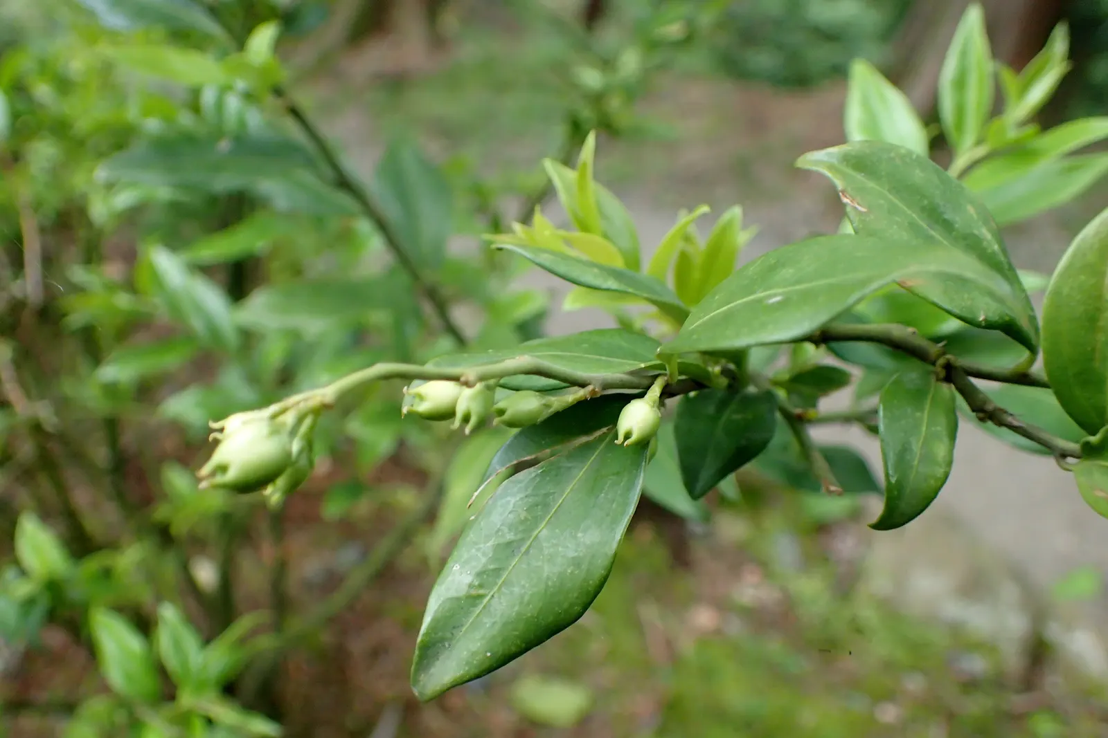 Fragrant Sarcococca Or Sweet Box (Sarcococca Ruscifolia) — Sarcococca ruscifolia should be planted in a location with partial to full shade and well-draining