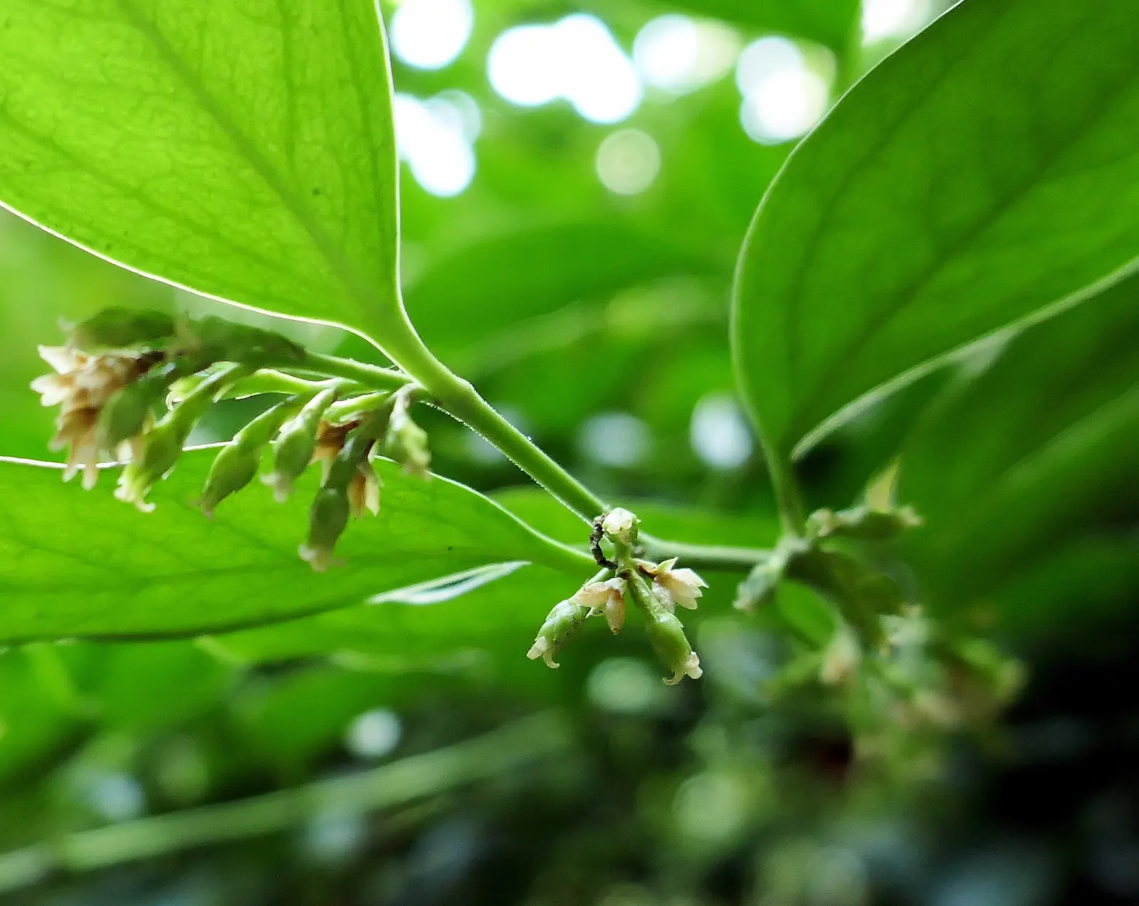 Fragrant Sarcococca Or Sweet Box (Sarcococca Ruscifolia) — It thrives in part to full shade and prefers well-drained soil, growing to about 3-5 feet tall and