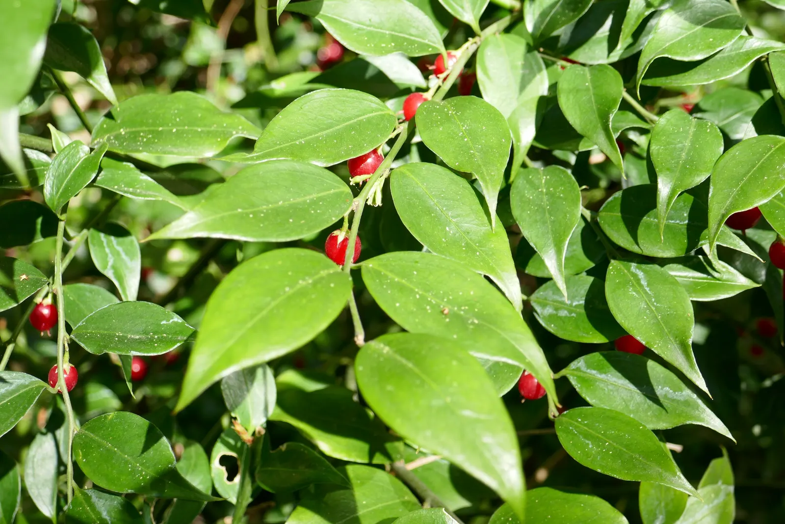 Fragrant Sarcococca Or Sweet Box (Sarcococca Ruscifolia) — is an evergreen shrub known for its rich