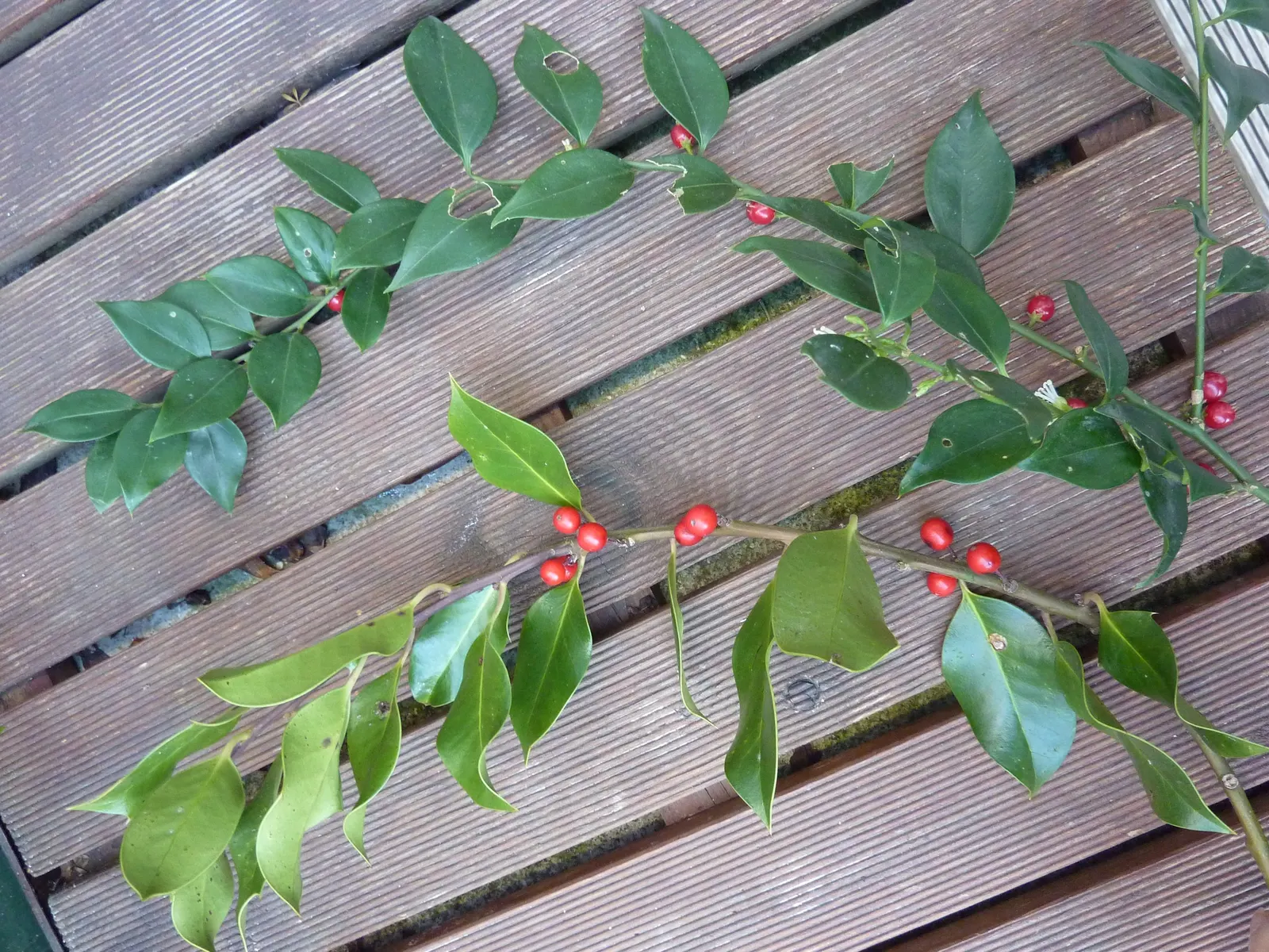 Fragrant Sarcococca Or Sweet Box (Sarcococca Ruscifolia) — creamy-white flowers emerge
