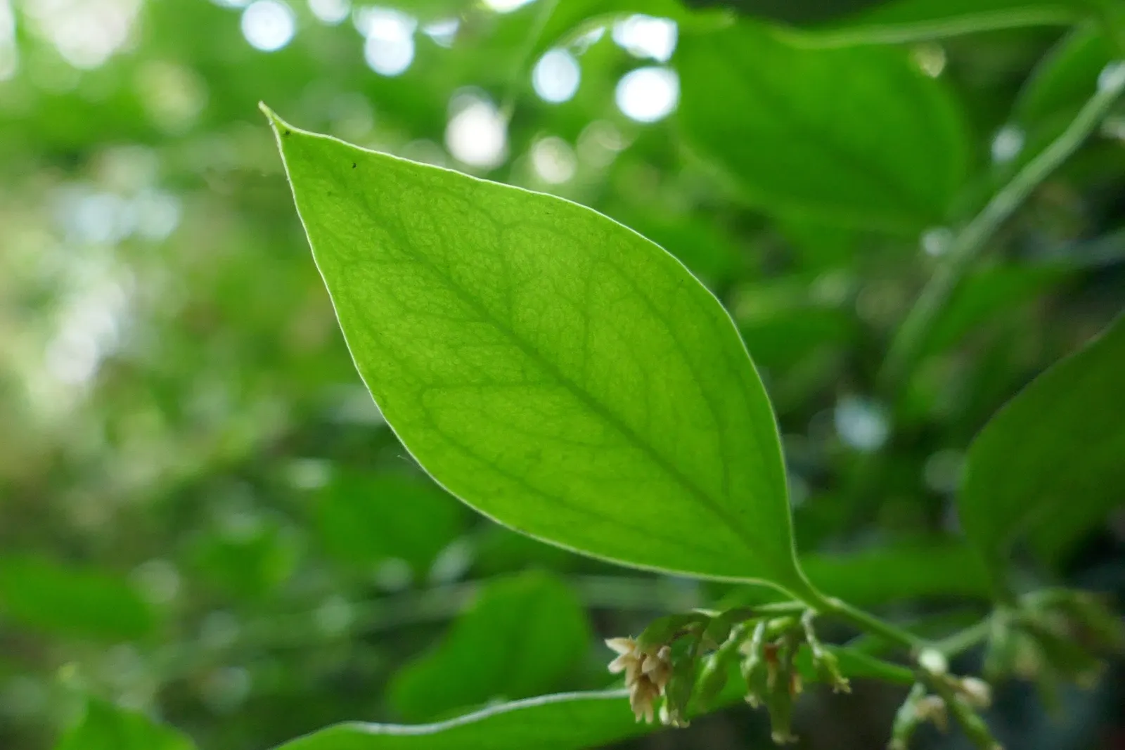Fragrant Sarcococca Or Sweet Box (Sarcococca Ruscifolia) — which is approximately 36 to 60 inches
