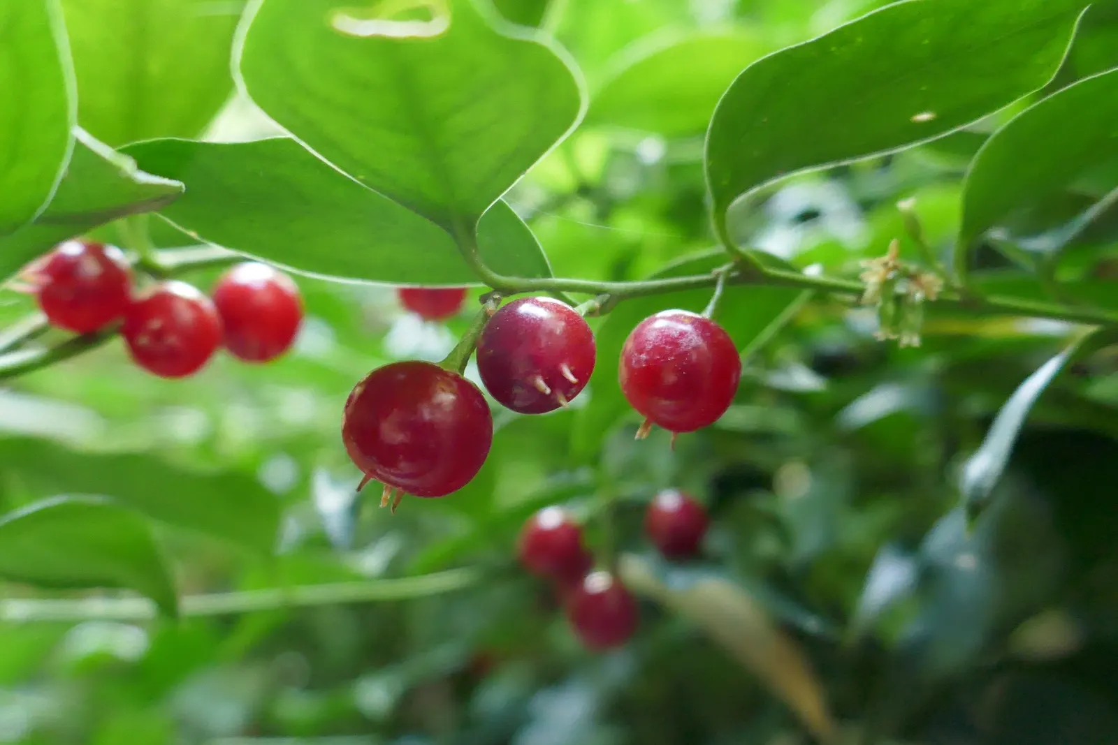 Fragrant Sarcococca Or Sweet Box (Sarcococca Ruscifolia) — sweet aroma that can fill the air even in the coldest months