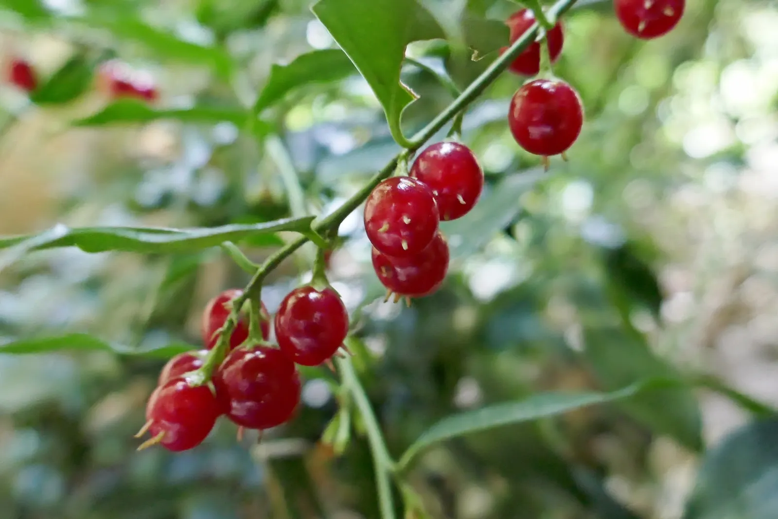 Fragrant Sarcococca Or Sweet Box (Sarcococca Ruscifolia) — commonly known as Fragrant Sweet Box