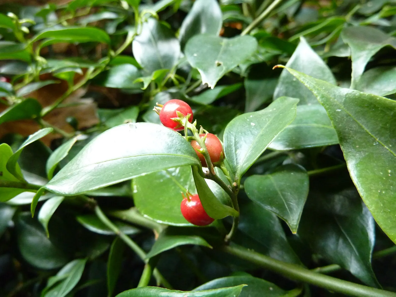 Fragrant Sarcococca Or Sweet Box (Sarcococca Ruscifolia) — offering a deep green color that contrasts well with lighter foliage or bright flowering plants