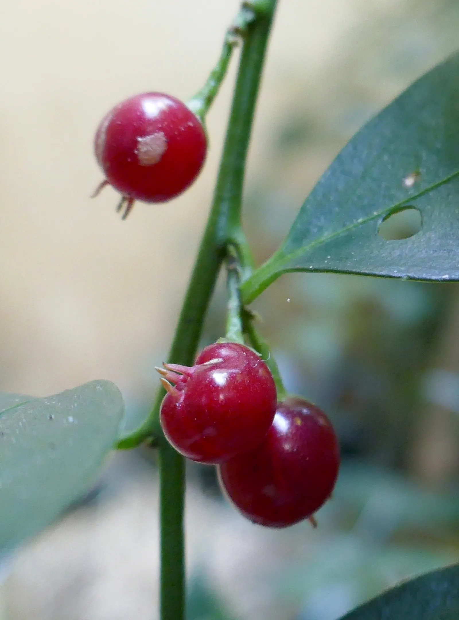 Fragrant Sarcococca Or Sweet Box (Sarcococca Ruscifolia) — green foliage and powerfully fragrant