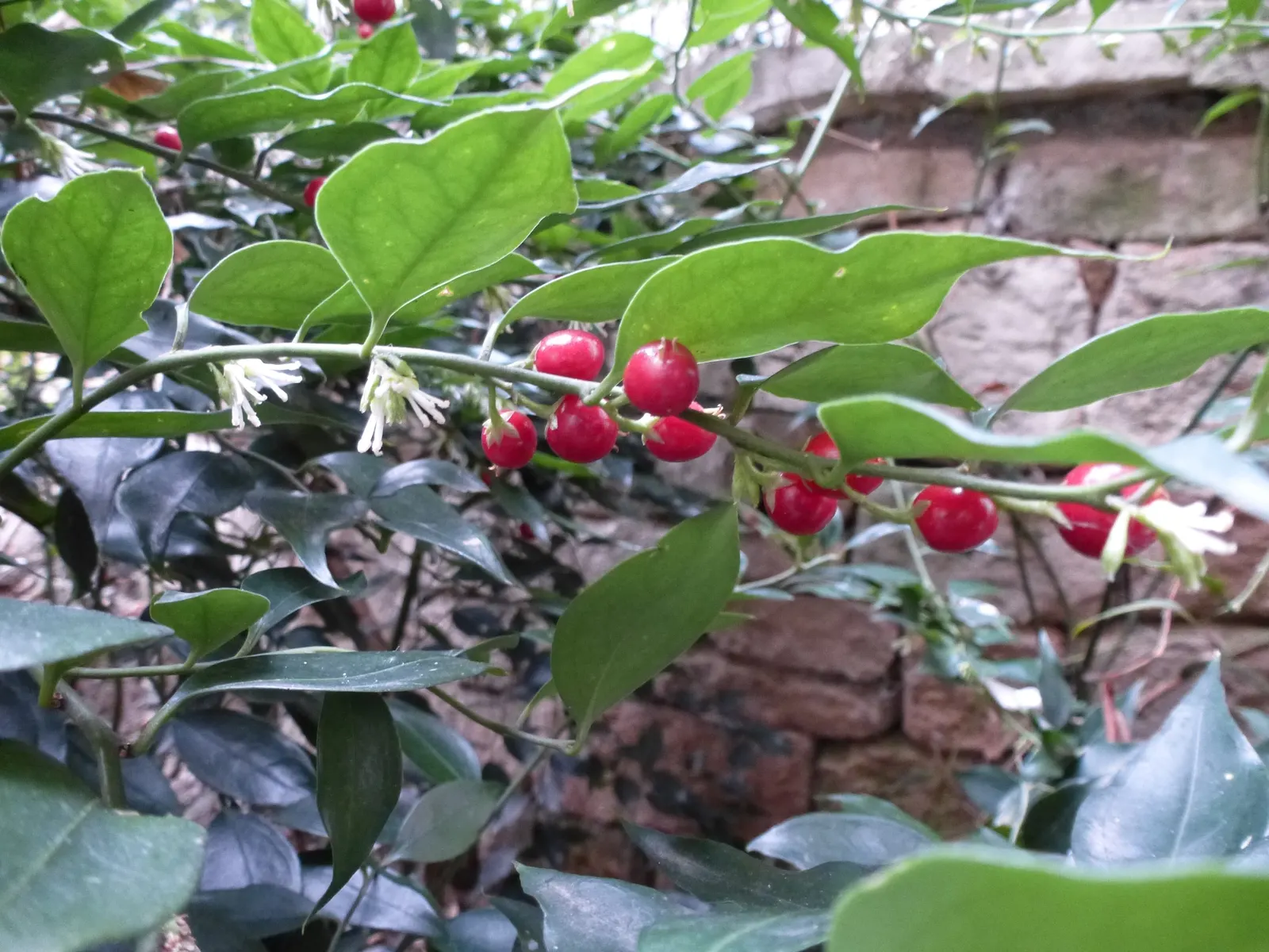 Fragrant Sarcococca Or Sweet Box (Sarcococca Ruscifolia) — is an evergreen shrub known for its rich; rendering it suitable for foundational plantings