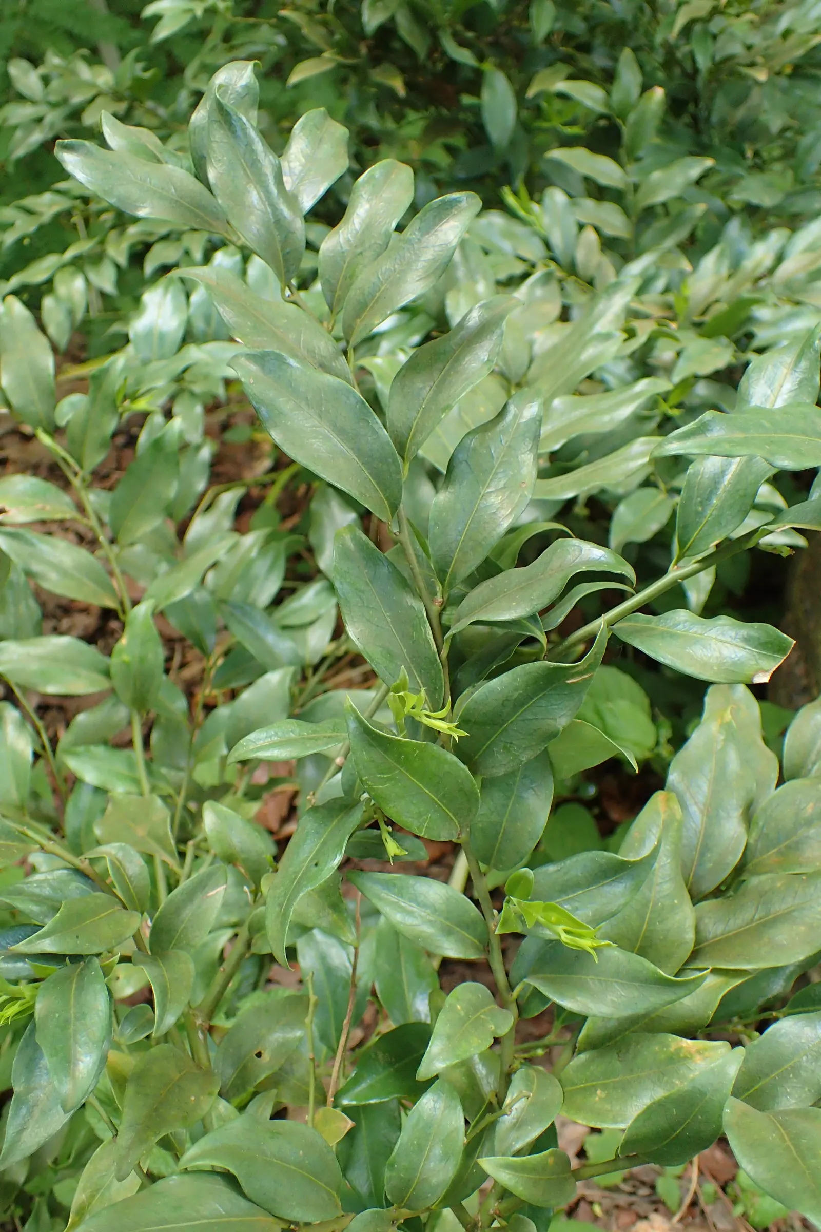 Fragrant Sarcococca Or Sweet Box (Sarcococca Ruscifolia) — making it a reliable and attractive choice for both experienced and novice gardeners alike