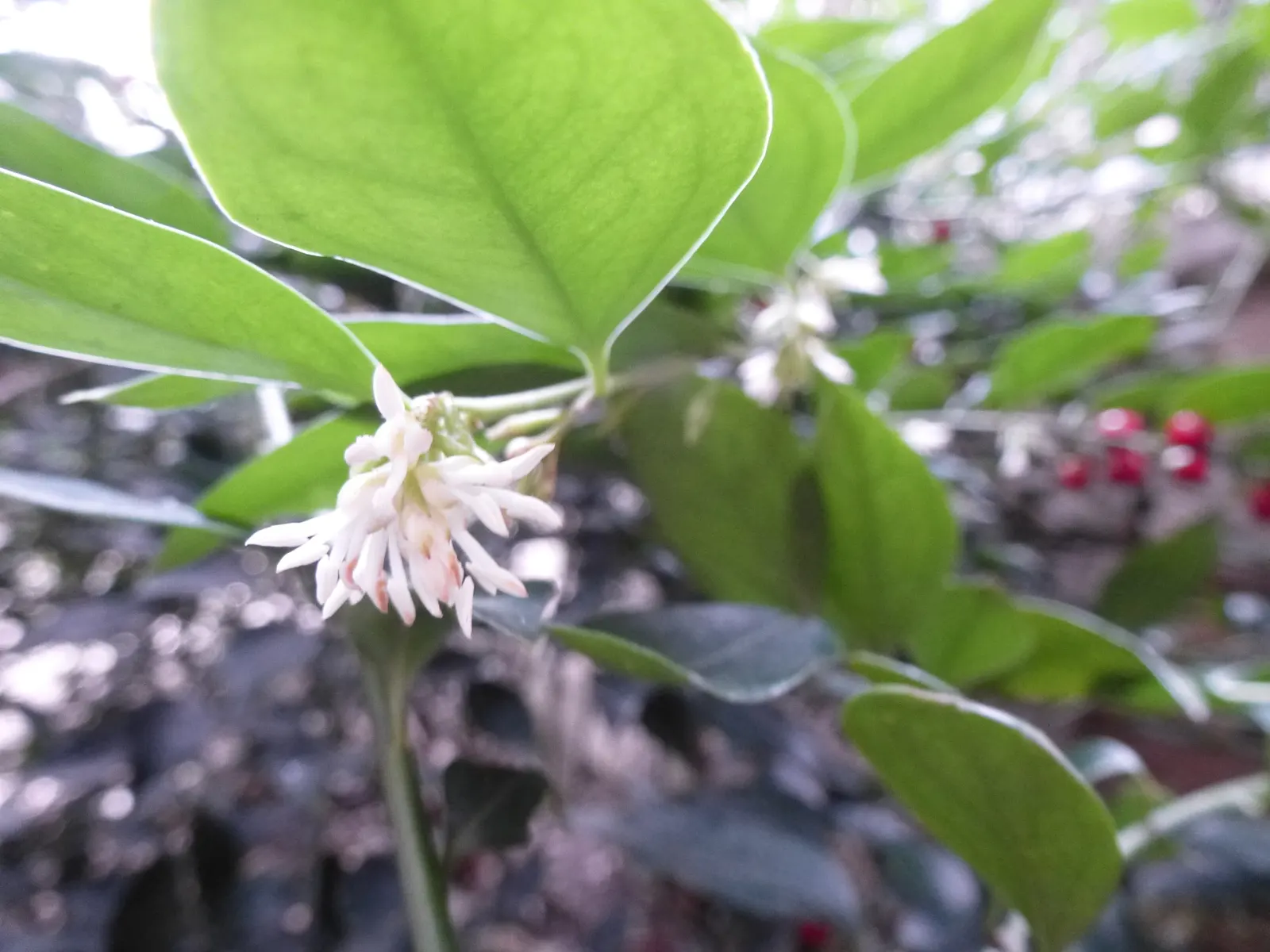 Fragrant Sarcococca Or Sweet Box (Sarcococca Ruscifolia) — commonly known as Fragrant Sweet Box; small white flowers which bloom in late winter
