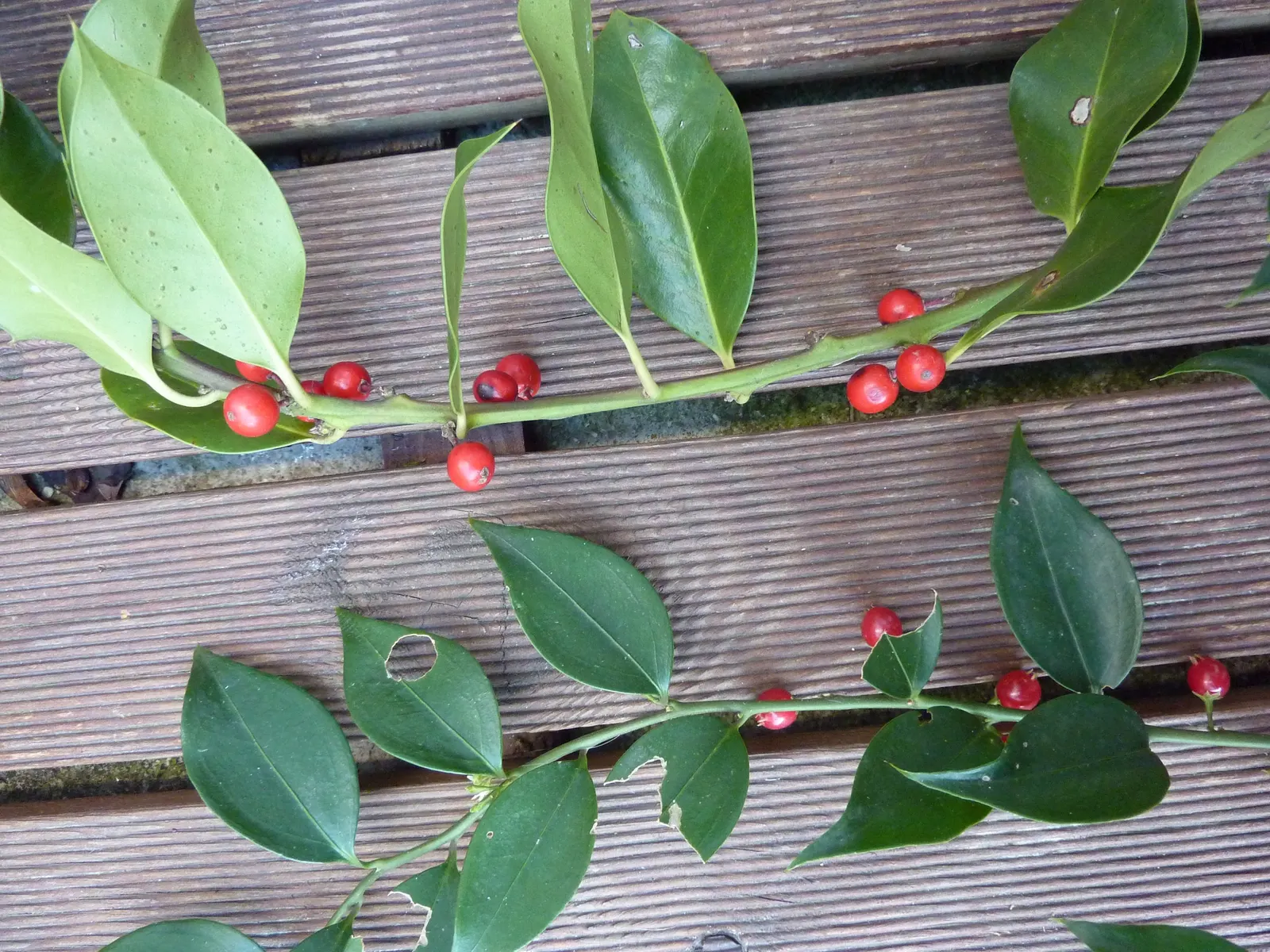 Fragrant Sarcococca Or Sweet Box (Sarcococca Ruscifolia) — Provides excellent ground cover and is ideal for shade gardens