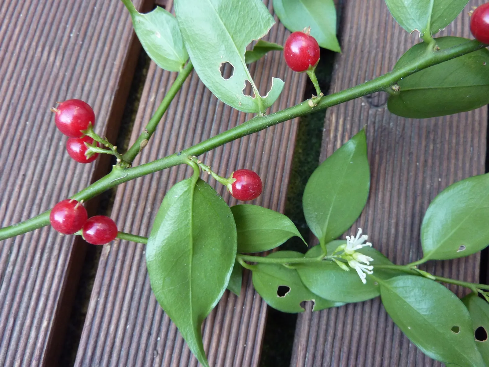 Fragrant Sarcococca Or Sweet Box (Sarcococca Ruscifolia) — ground cover / shrub for deep shade or shade