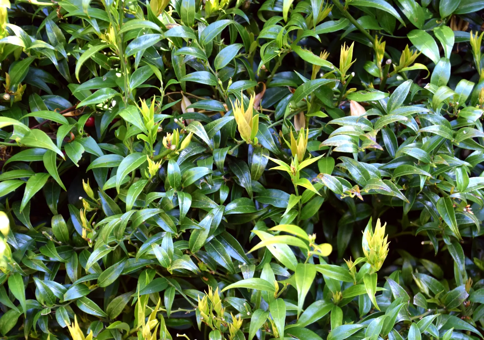 Fragrant Sarcococca Or Sweet Box (Sarcococca Ruscifolia) — small white flowers which bloom in late winter