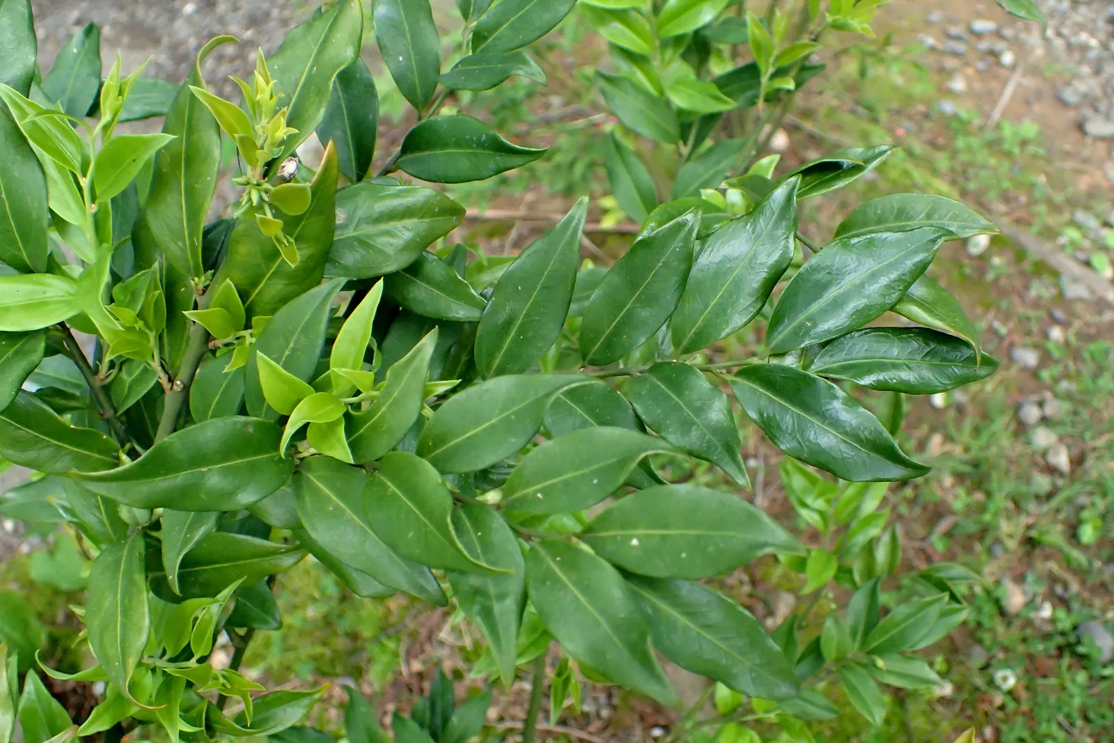 Fragrant Sarcococca Or Sweet Box (Sarcococca Ruscifolia) — Hardy and requires minimal maintenance once established