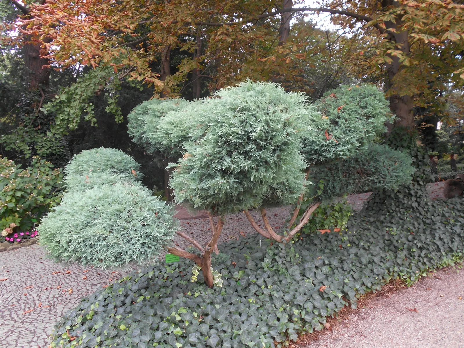 Grey Owl Juniper (Juniperus Virginiana 'Grey Owl') — preferring full sun to partial shade