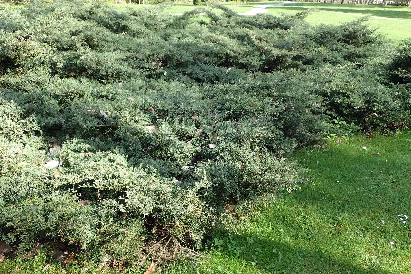 Grey Owl Juniper (Juniperus Virginiana 'Grey Owl') — The Juniperus virginiana 'Grey Owl' is a graceful evergreen shrub featuring silvery-gray needle-like