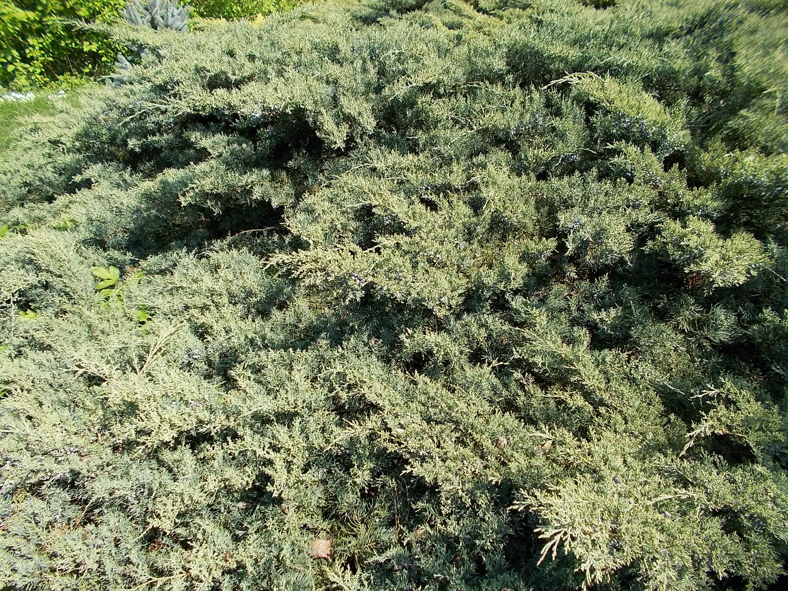 Grey Owl Juniper (Juniperus Virginiana 'Grey Owl') — with a tolerance for various soils