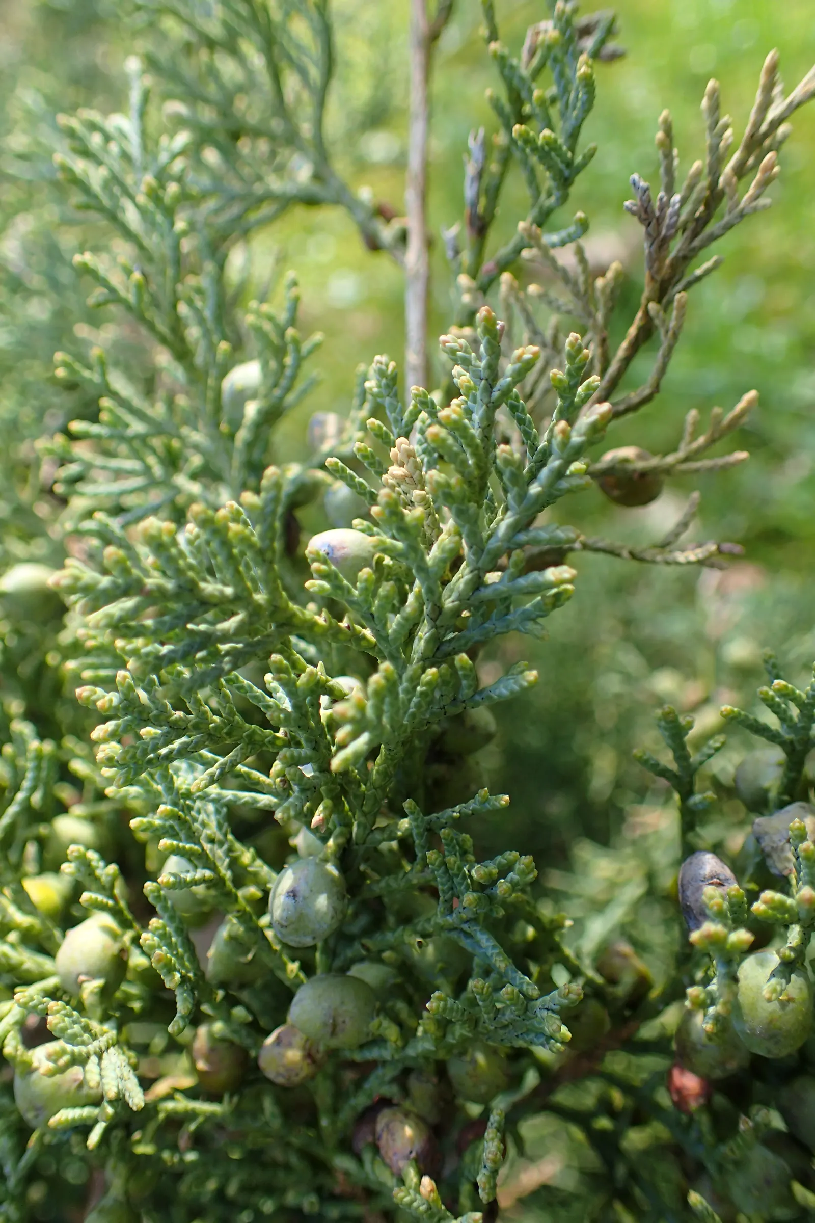 Grey Owl Juniper (Juniperus Virginiana 'Grey Owl') — Its sprawling habit makes it ideal for ground covers
