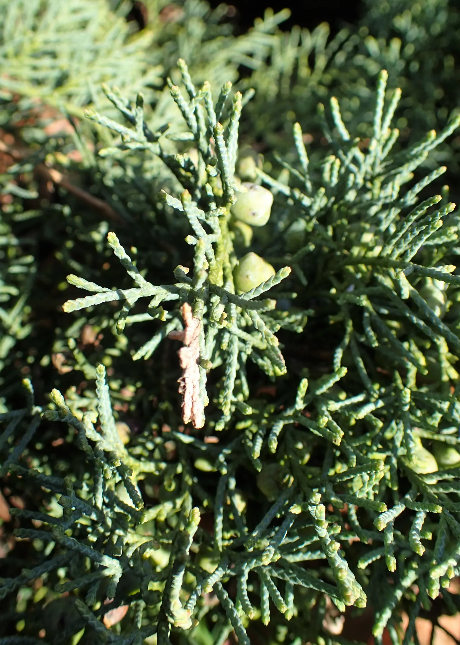 Grey Owl Juniper (Juniperus Virginiana 'Grey Owl') — It matures to a modest height of 2-3 feet and spreads 4-6 feet wide