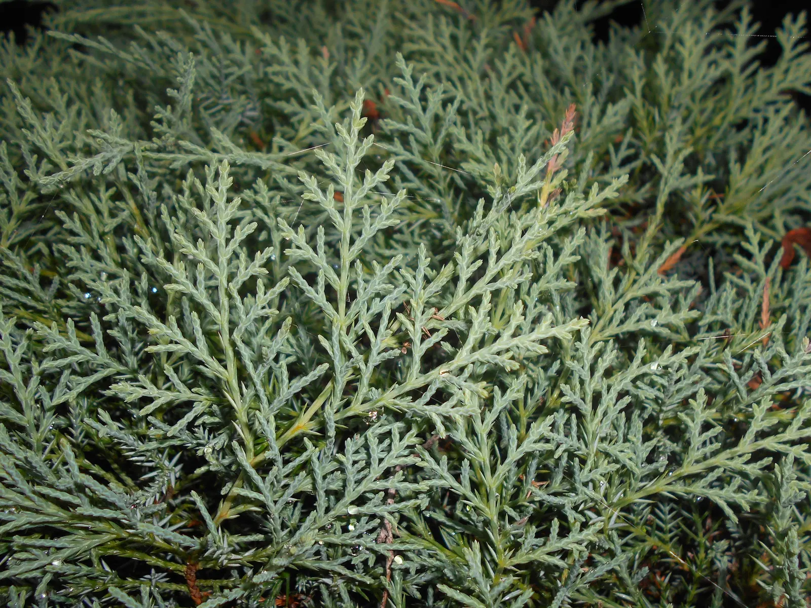 Grey Owl Juniper (Juniperus Virginiana 'Grey Owl') — This low-maintenance conifer thrives in zones 3-9