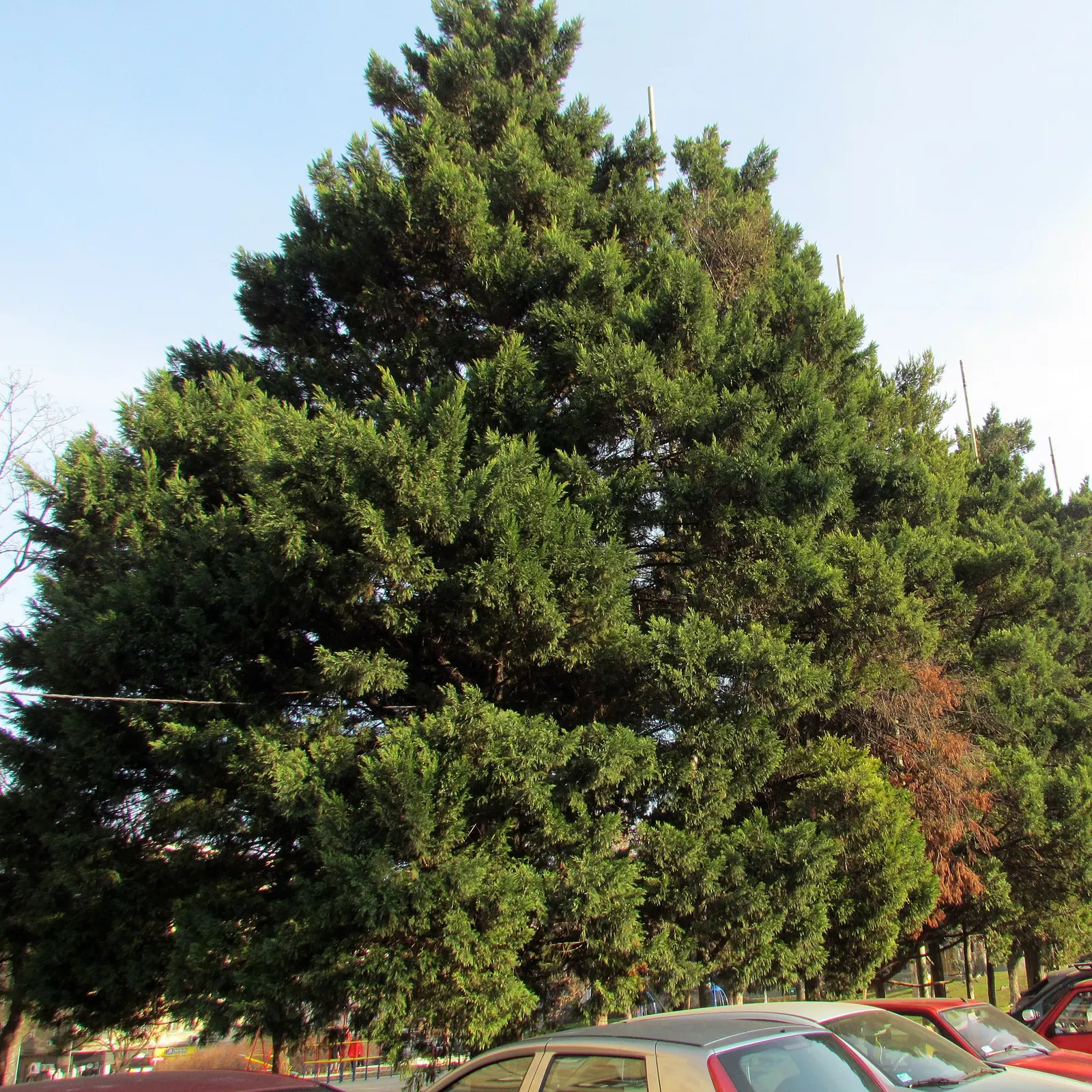 Grey Owl Juniper (Juniperus Virginiana 'Grey Owl') — the Grey Owl exhibits a moderately fast growth rate and thrives in USDA Hardiness Zones 3 to 9