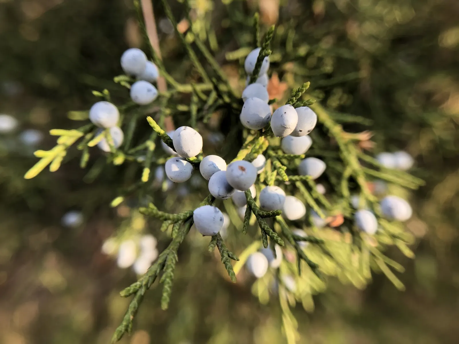 Grey Owl Juniper (Juniperus Virginiana 'Grey Owl') — It's drought tolerant once established