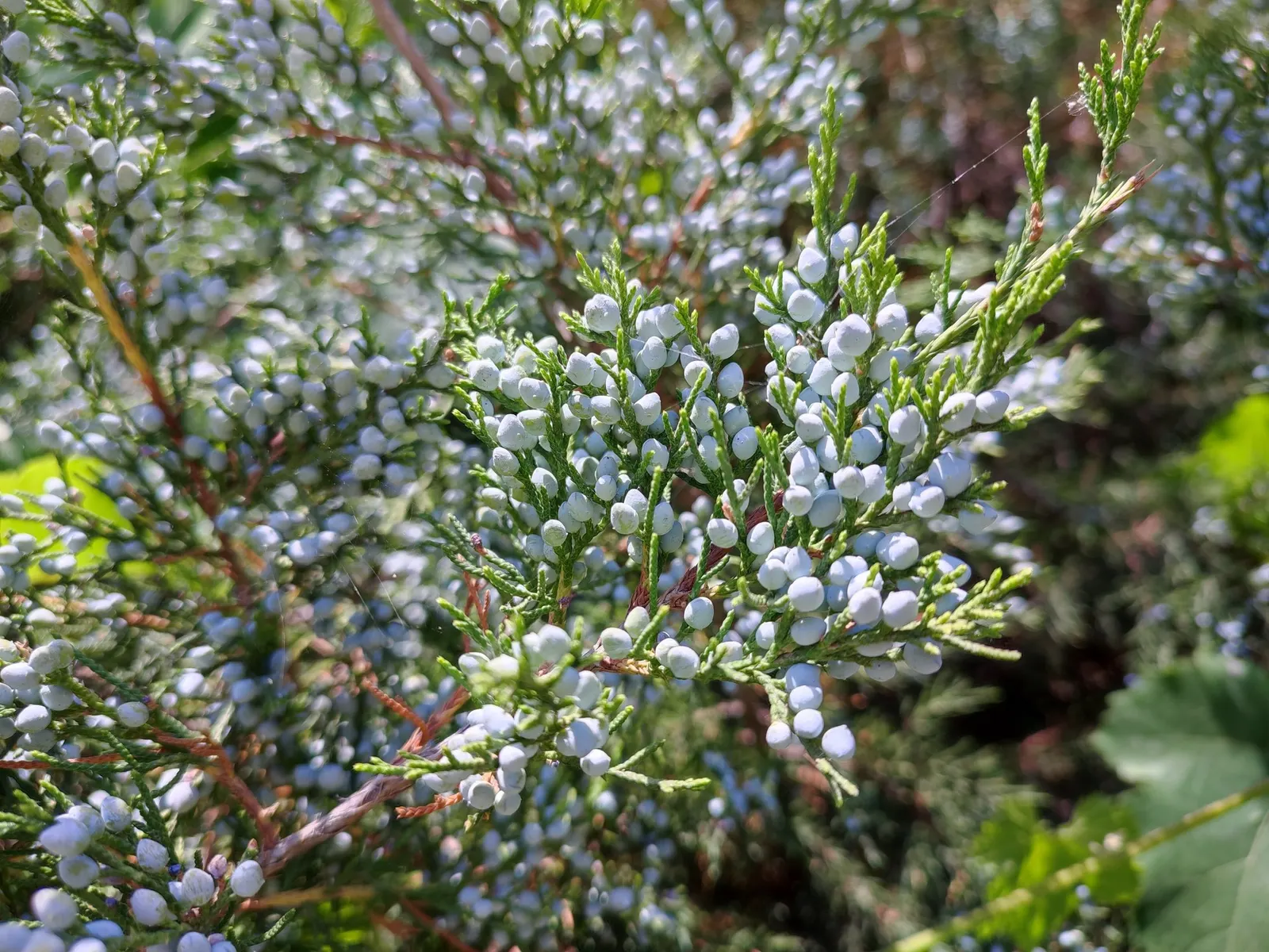 Grey Owl Juniper (Juniperus Virginiana 'Grey Owl') — and its resistance to common pests and diseases makes it a low-maintenance plant