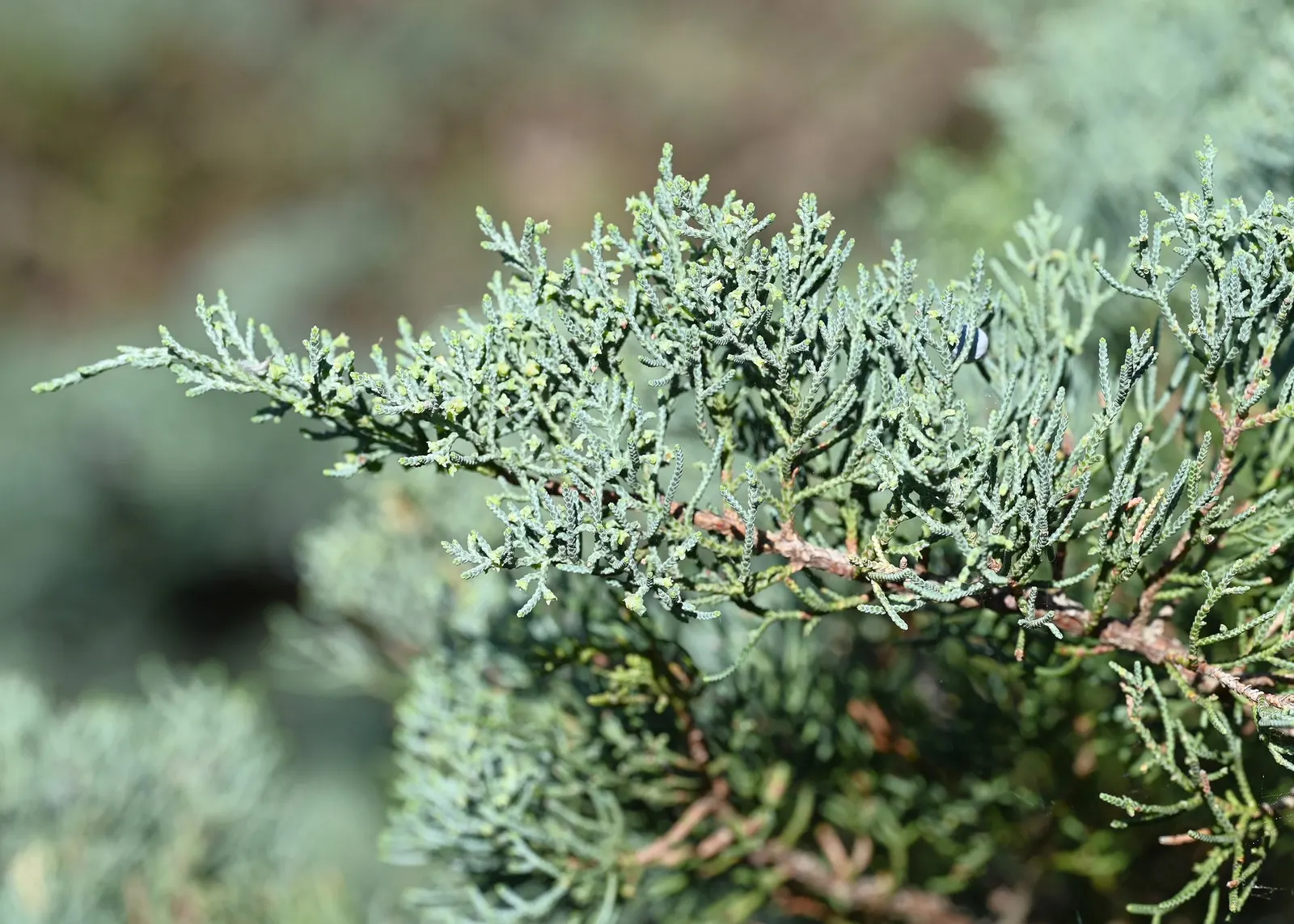 Grey Owl Juniper (Juniperus Virginiana 'Grey Owl') — providing year-round interest with minimal care