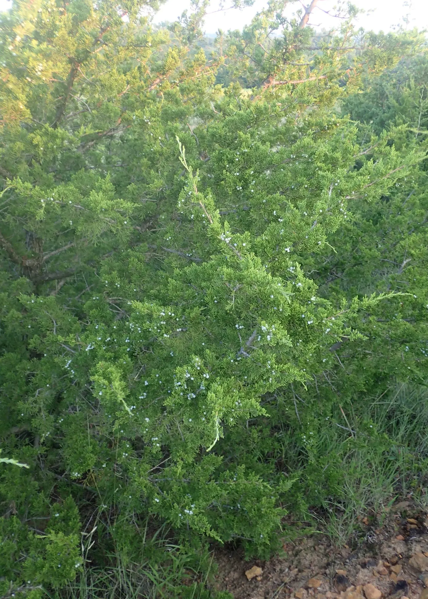 Grey Owl Juniper (Juniperus Virginiana 'Grey Owl') — is an evergreen coniferous shrub renowned for its striking silvery-grey foliage and graceful spreading