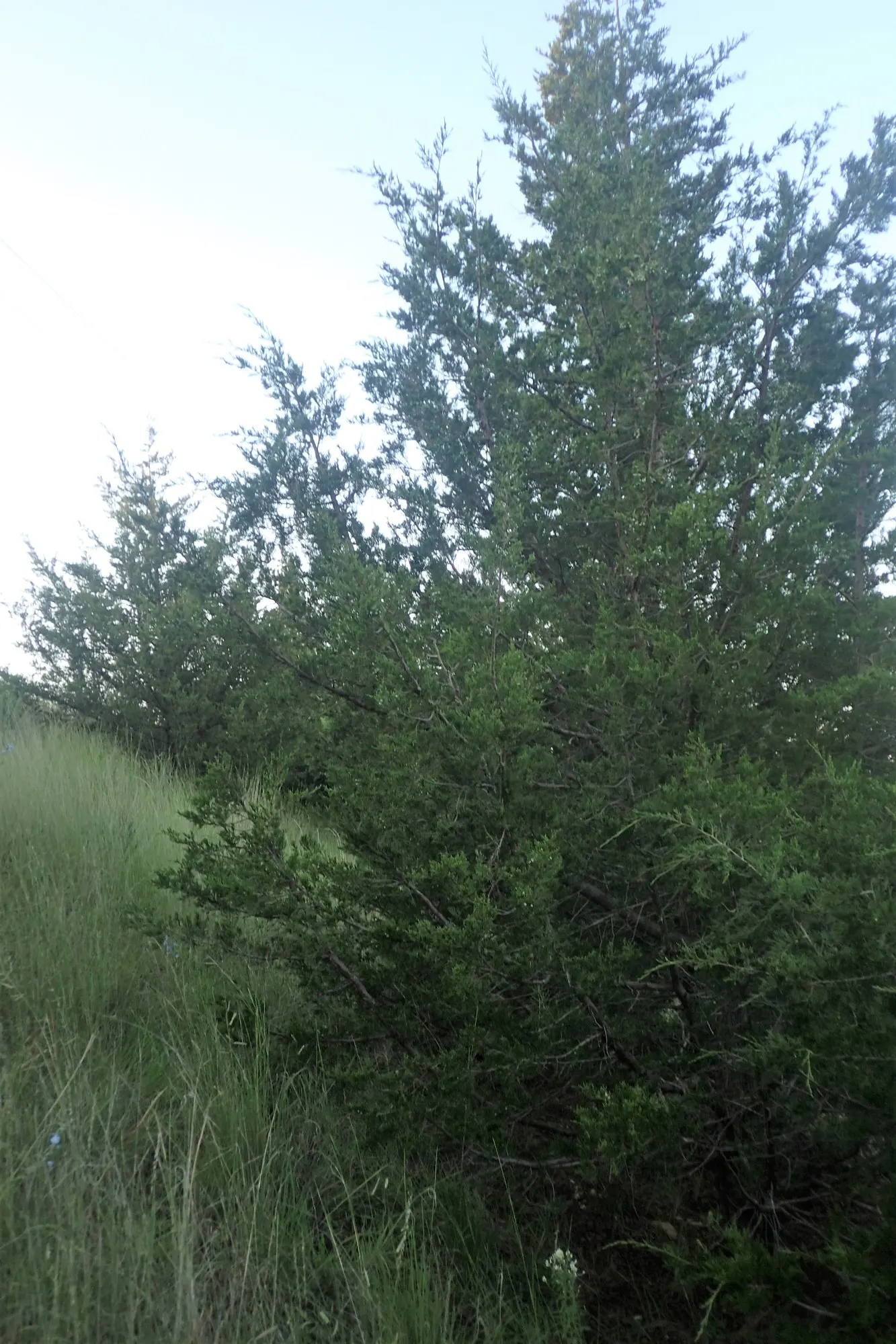 Grey Owl Juniper (Juniperus Virginiana 'Grey Owl') — feathery needles are a significant feature that offers a delicate aesthetic