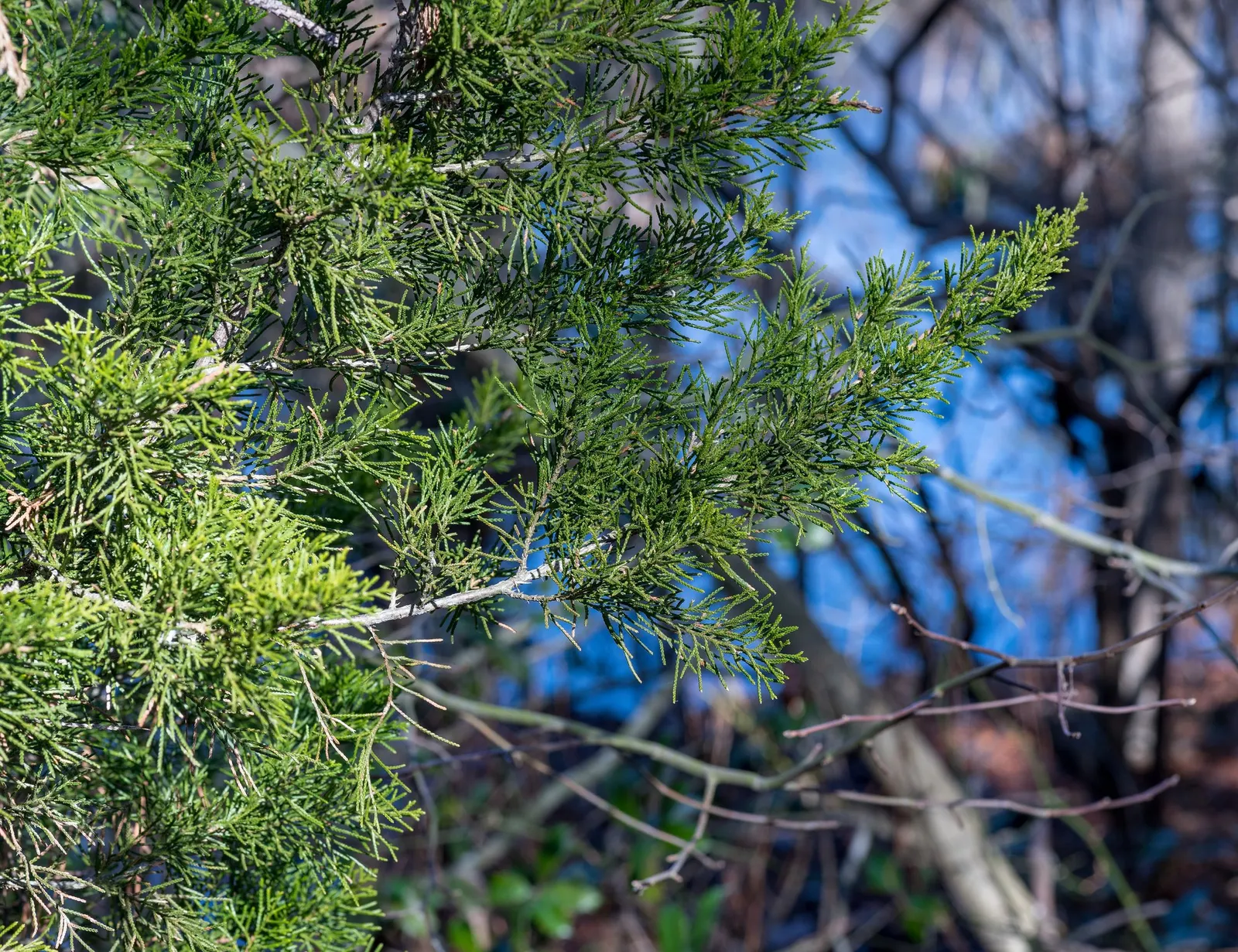 Grey Owl Juniper (Juniperus Virginiana 'Grey Owl') — commonly known as the Grey Owl Red Cedar