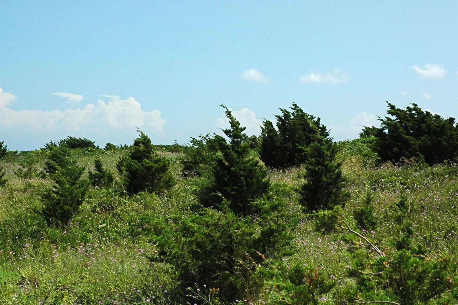 Grey Owl Juniper (Juniperus Virginiana 'Grey Owl') — consider the space requirements of the Grey Owl Red Cedar