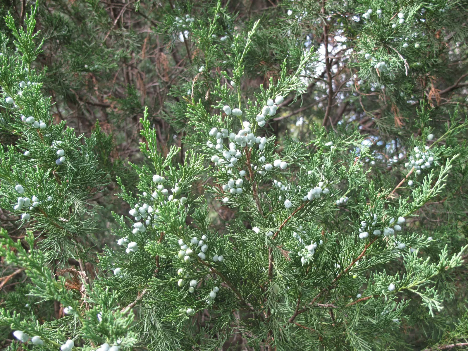 Grey Owl Juniper (Juniperus Virginiana 'Grey Owl') — wide-spread form which makes it an excellent choice for foundation plantings