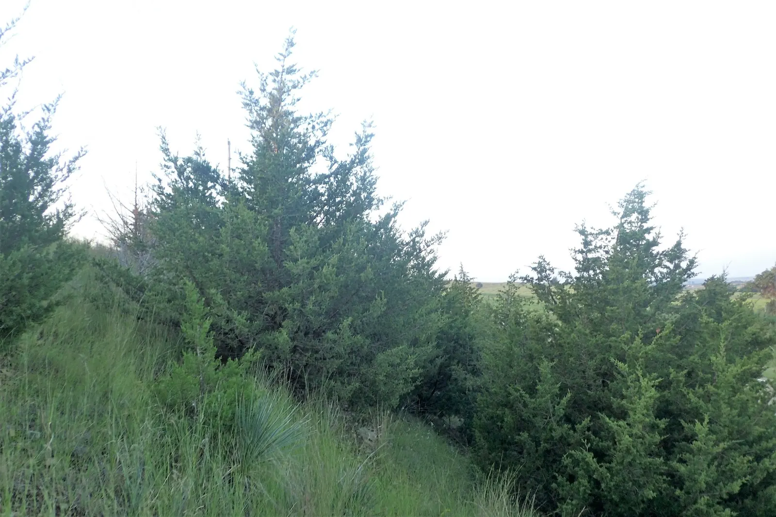 Grey Owl Juniper (Juniperus Virginiana 'Grey Owl') — It is notable for its high adaptability to a range of soil types