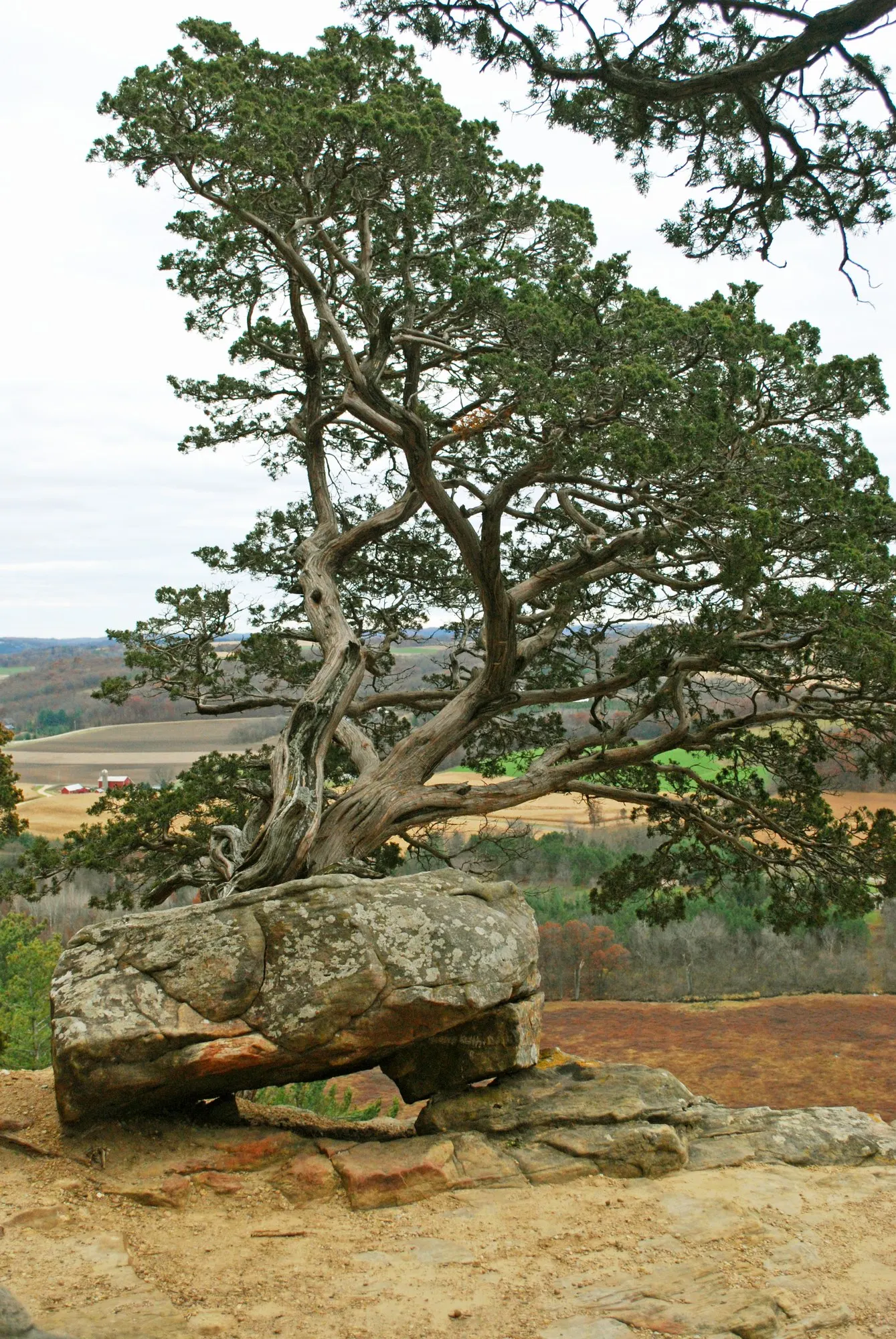 Grey Owl Juniper (Juniperus Virginiana 'Grey Owl') — This cultivar prefers full sun conditions but can tolerate partial shade
