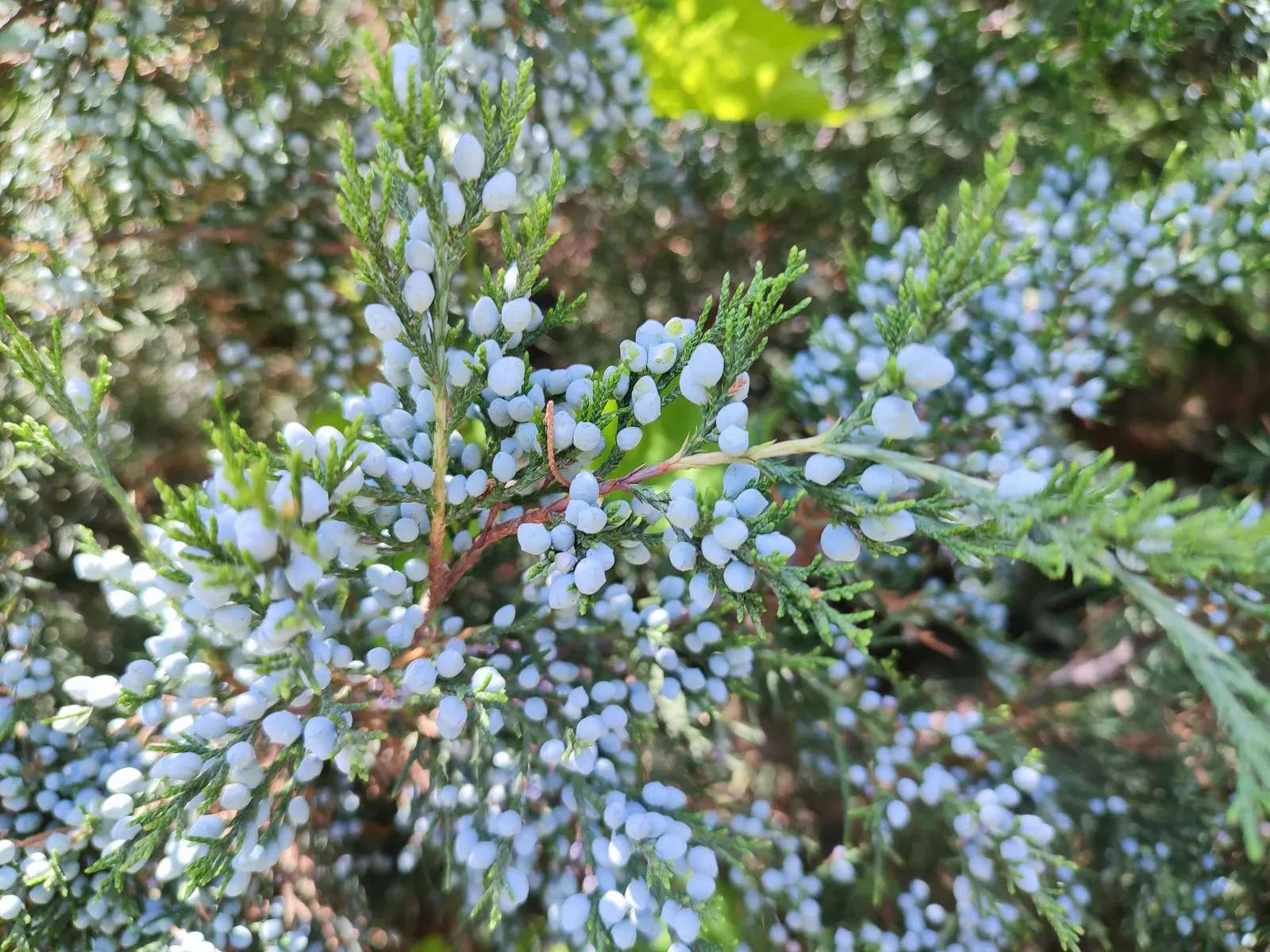 Grey Owl Juniper (Juniperus Virginiana 'Grey Owl') — while Grey Owl Red Cedars do not produce the characteristic blue-ish berries like their species parent