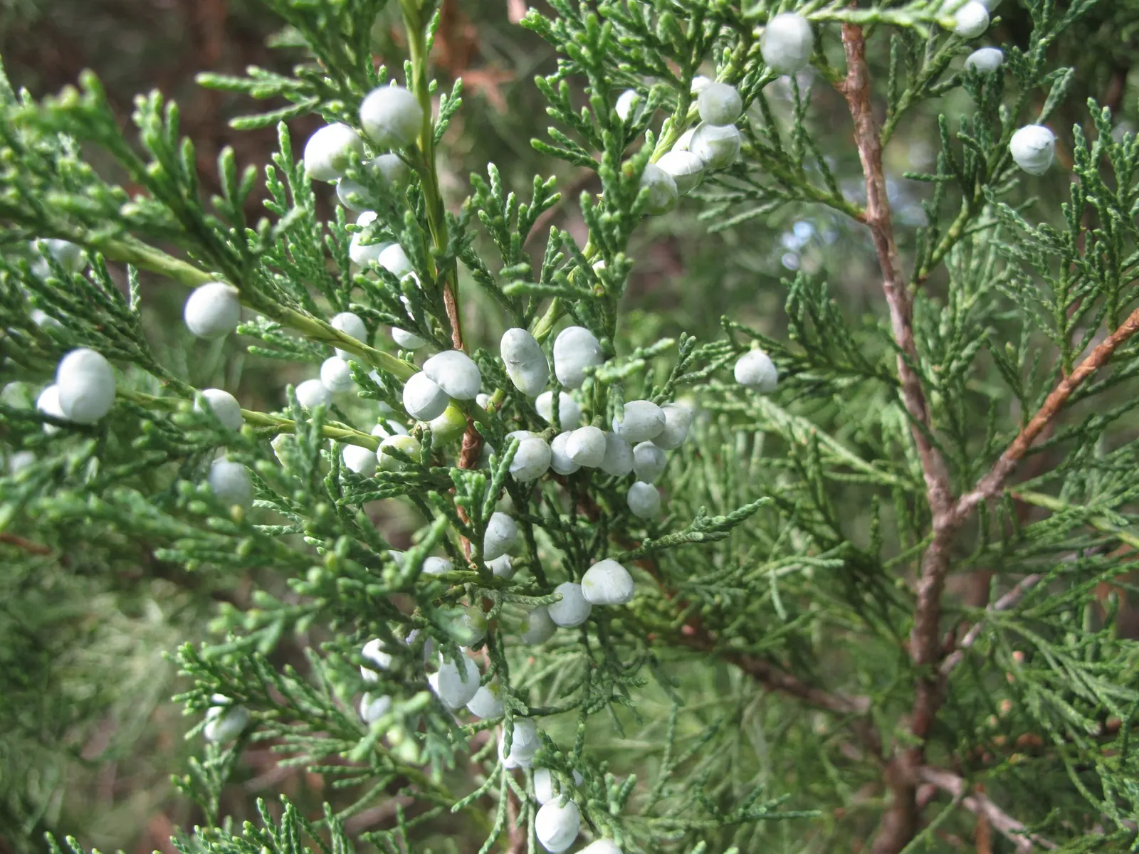 Grey Owl Juniper (Juniperus Virginiana 'Grey Owl') — Pruning is seldom needed due to its naturally rounded