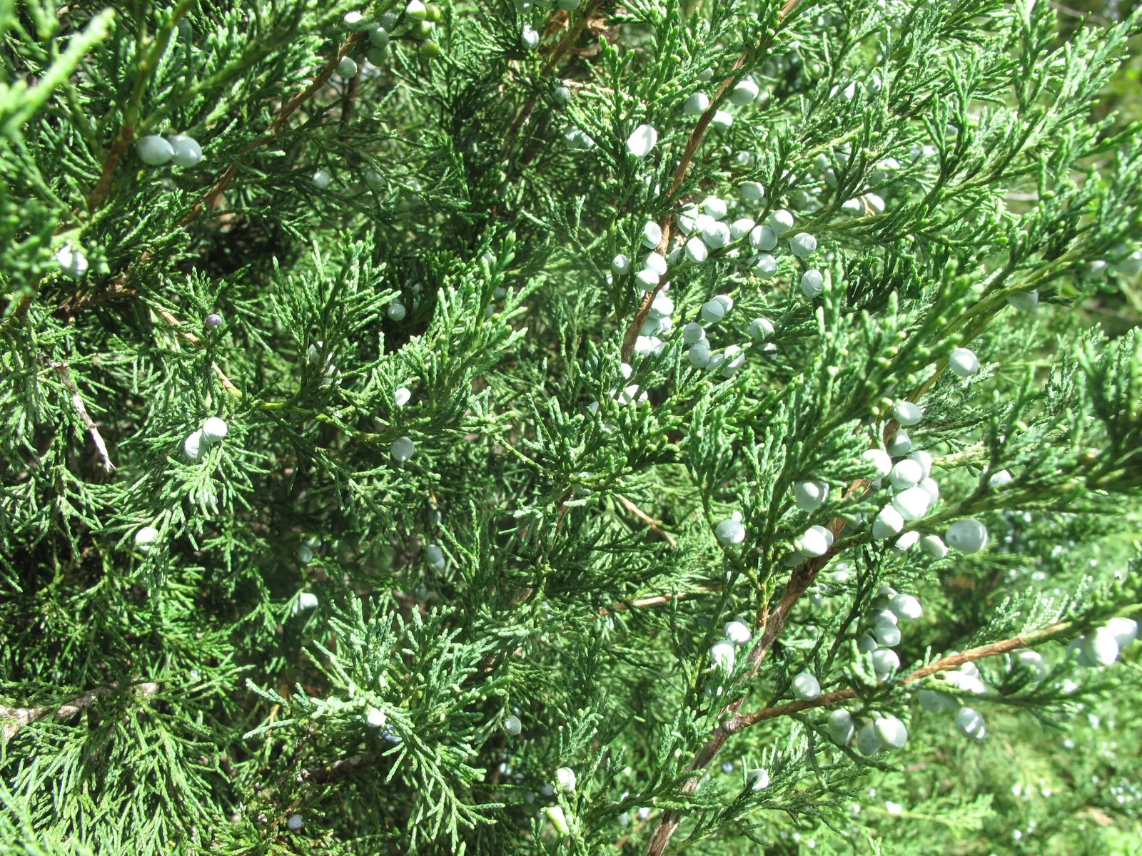 Grey Owl Juniper (Juniperus Virginiana 'Grey Owl') — or as a standalone specimen.<br><br>When designing landscapes