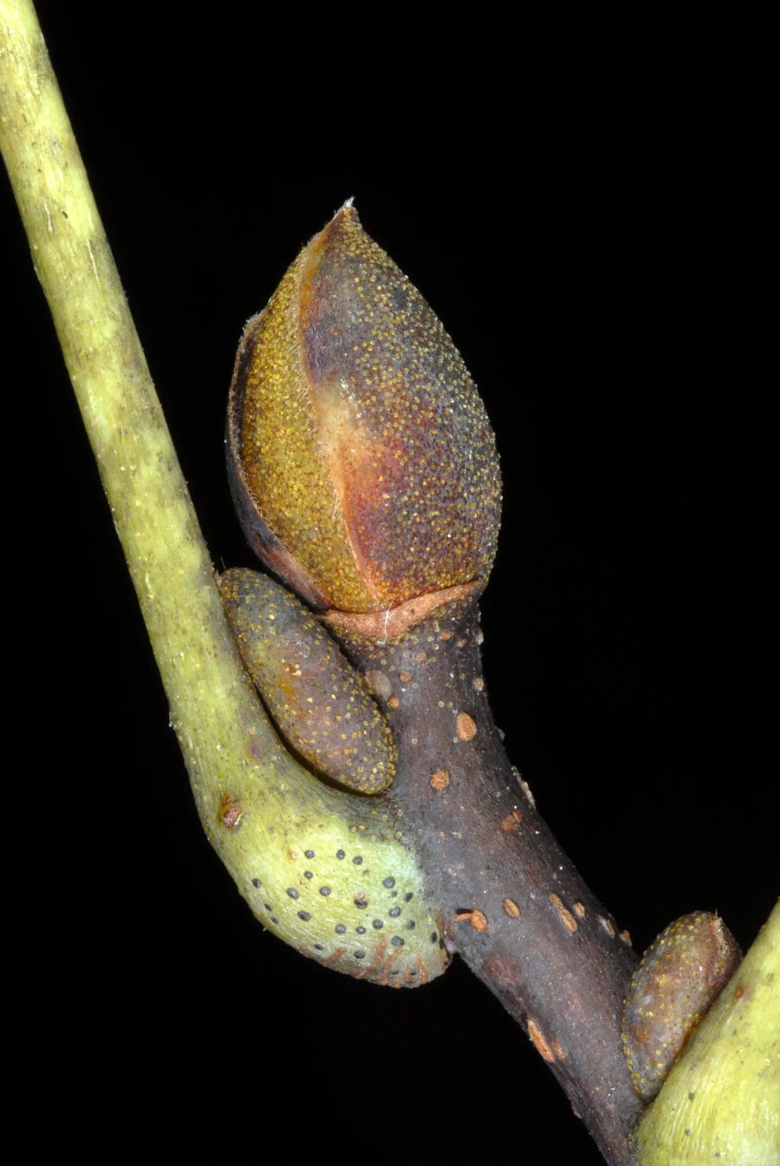 Sand Hickory (Carya Pallida) — its narrow canopy features finely textured