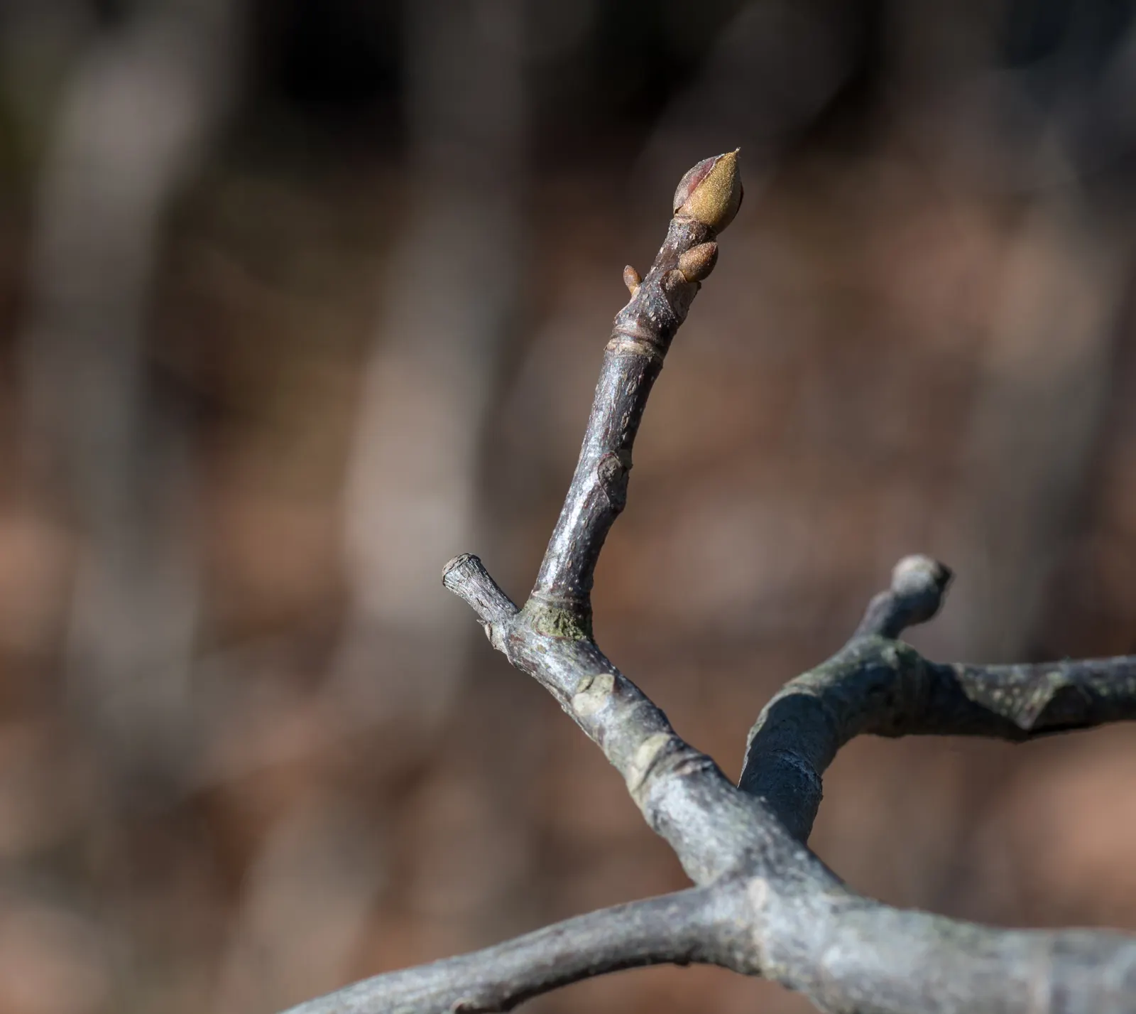 Sand Hickory (Carya Pallida) — This deciduous tree is best known for its adaptability and subtle beauty