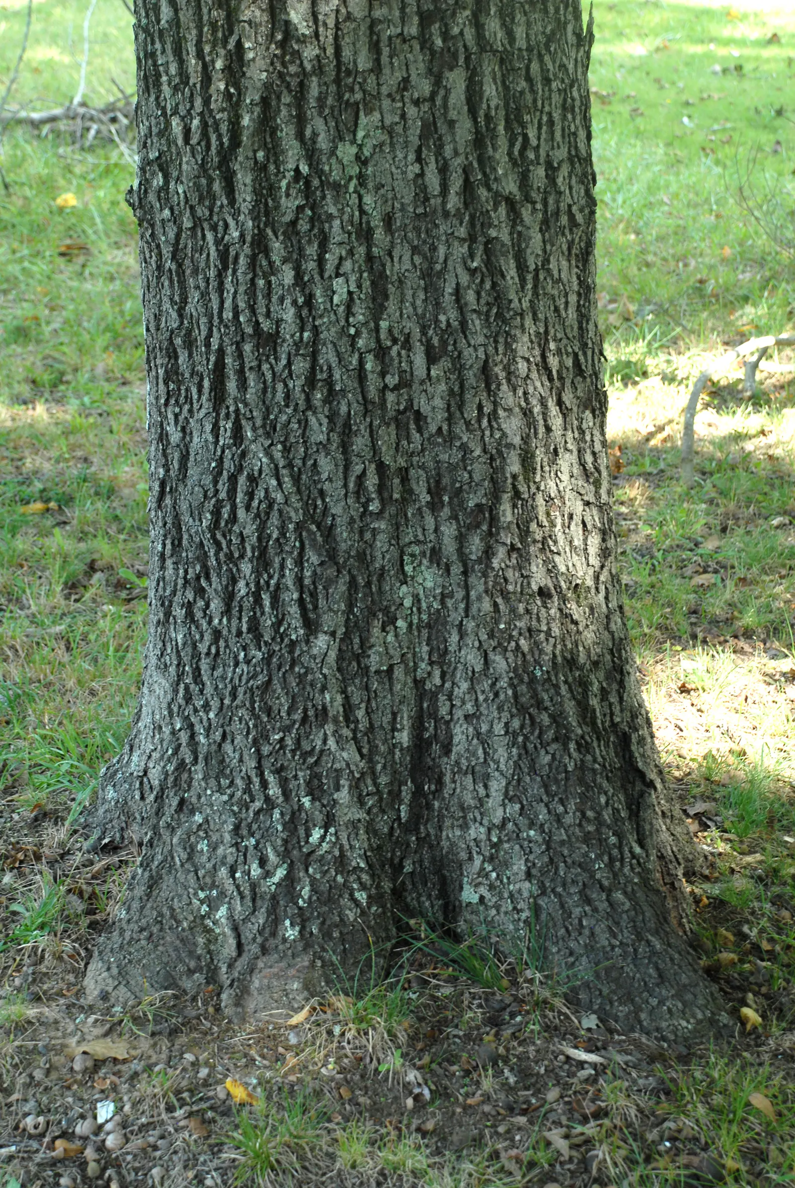 Sand Hickory (Carya Pallida) — composed of five to nine narrow leaflets which exhibit a pale underside