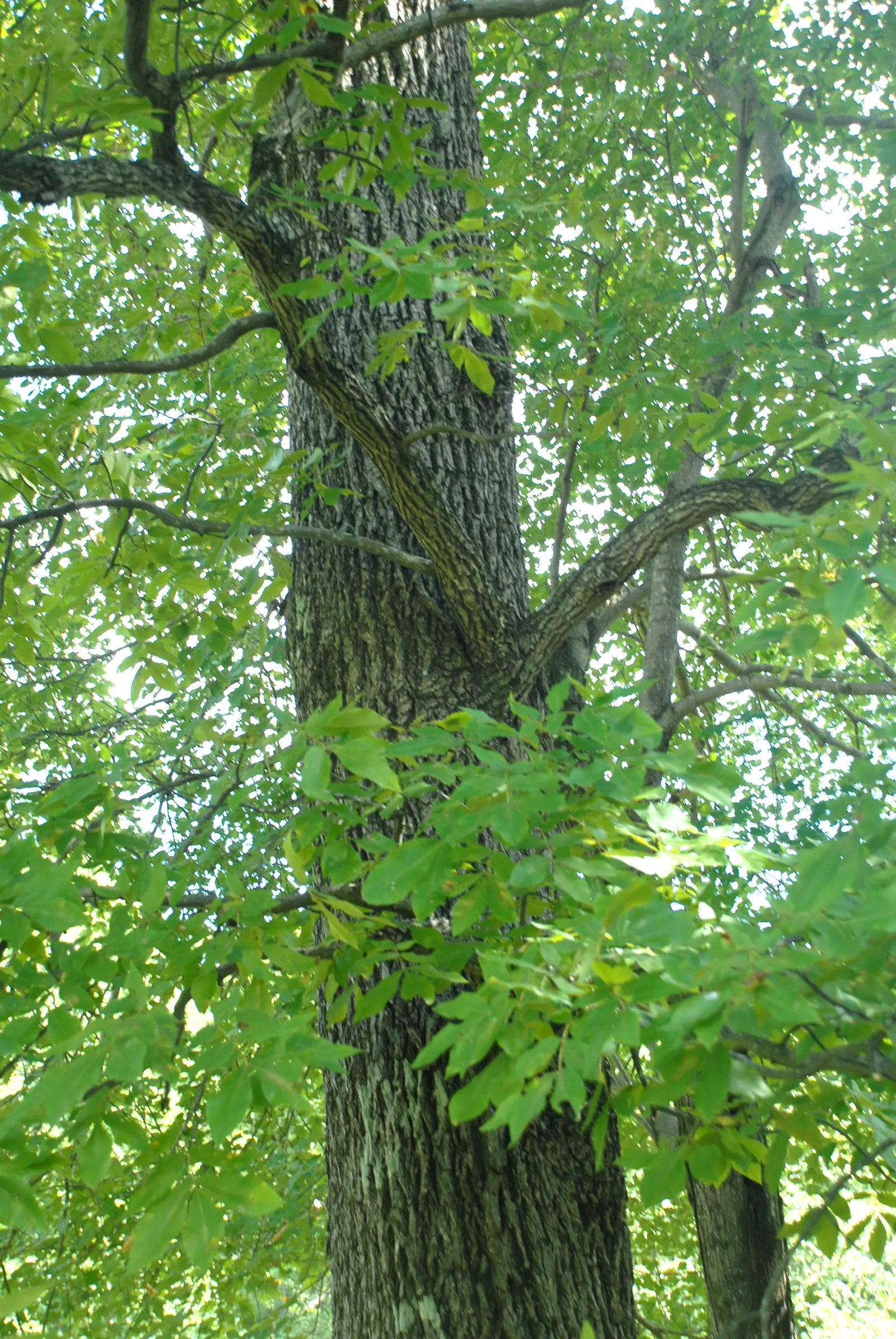 Sand Hickory (Carya Pallida) — Drought-resistant, it produces edible nuts encased in thin husks