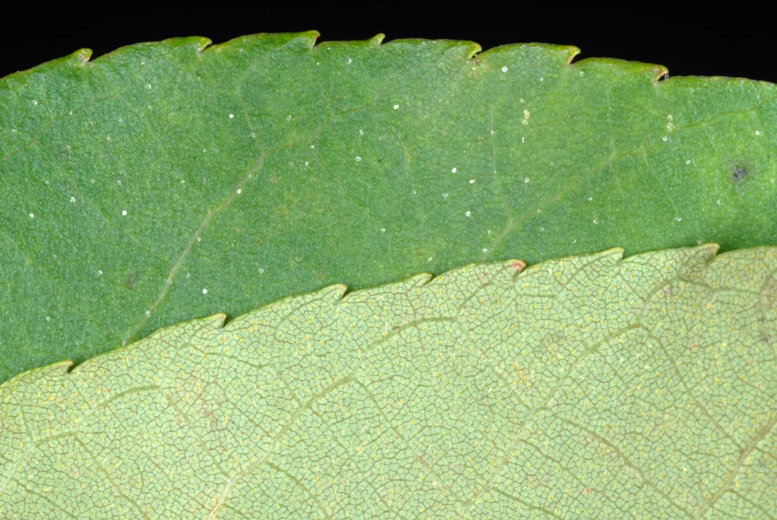 Sand Hickory (Carya Pallida) — adding a touch of elegance to any landscape