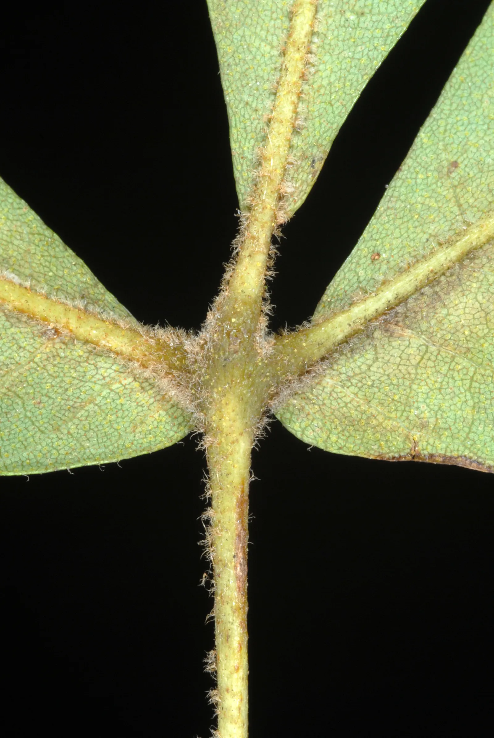 Sand Hickory (Carya Pallida) — This hickory boasts compound leaves ranging from 8 to 12 inches in length