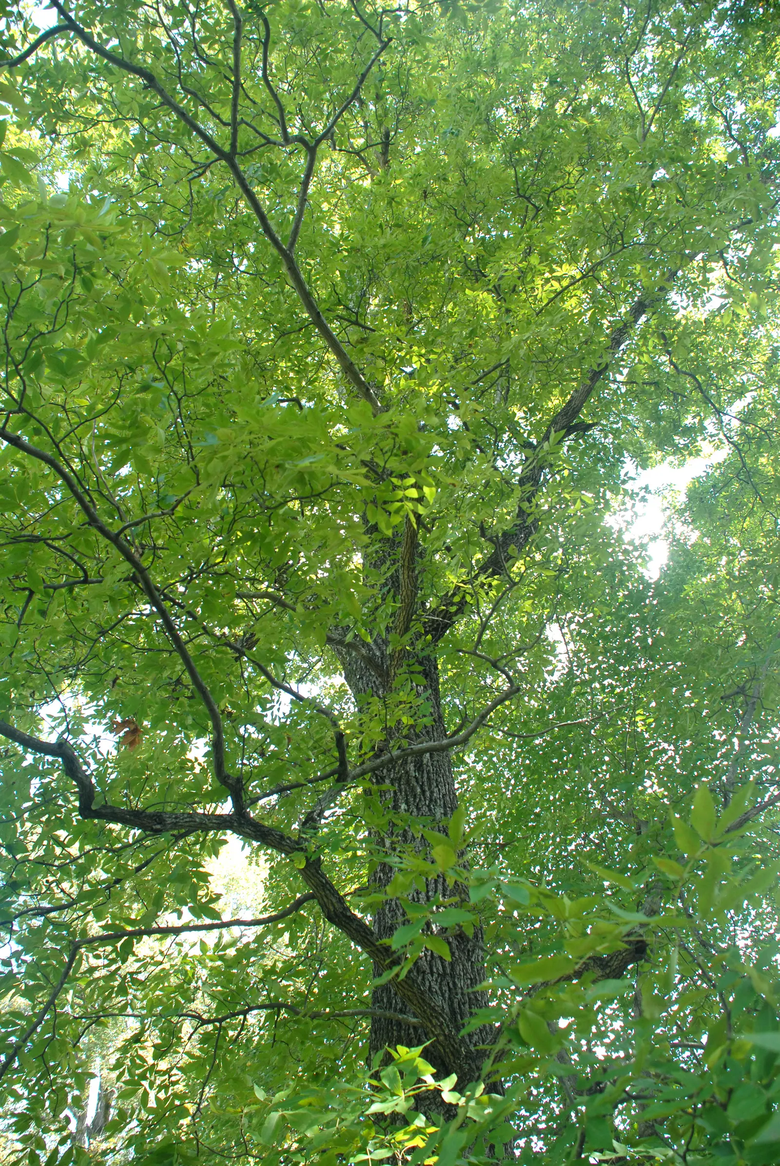 Sand Hickory (Carya Pallida) — pinnate foliage that turns yellow in fall