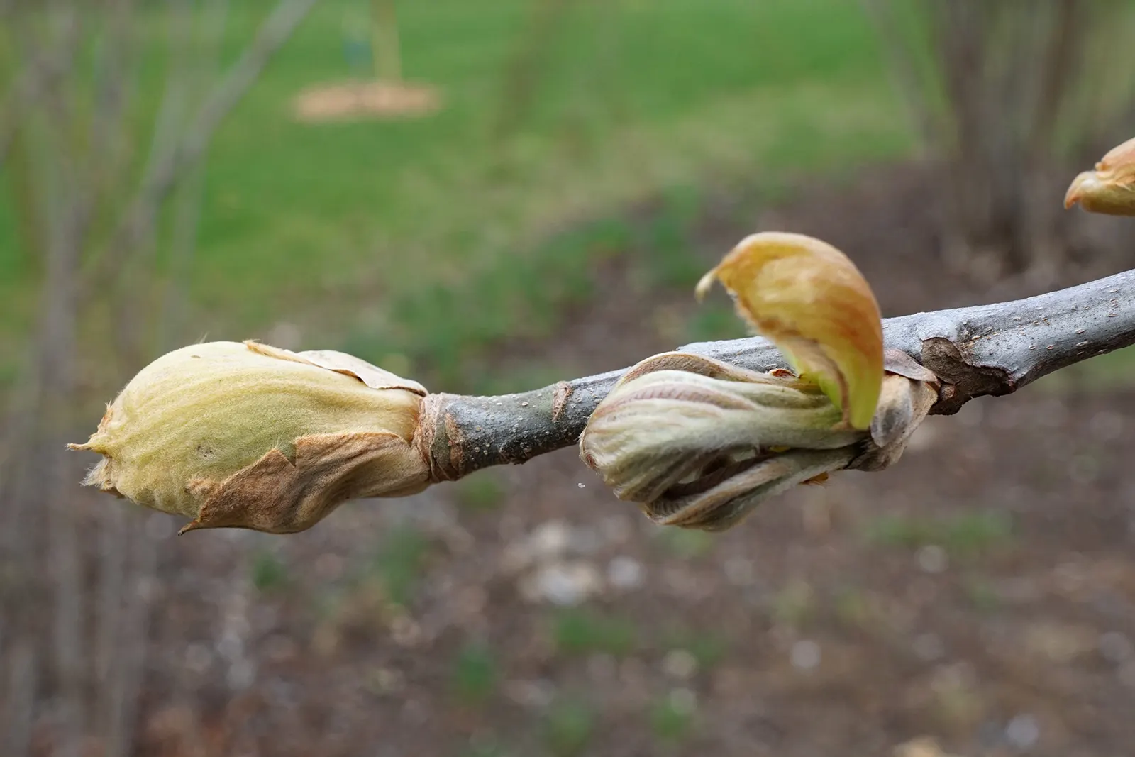 Sand Hickory (Carya Pallida) — The Sand Hickory, scientifically known as Carya pallida, is a species native to the southeastern United States