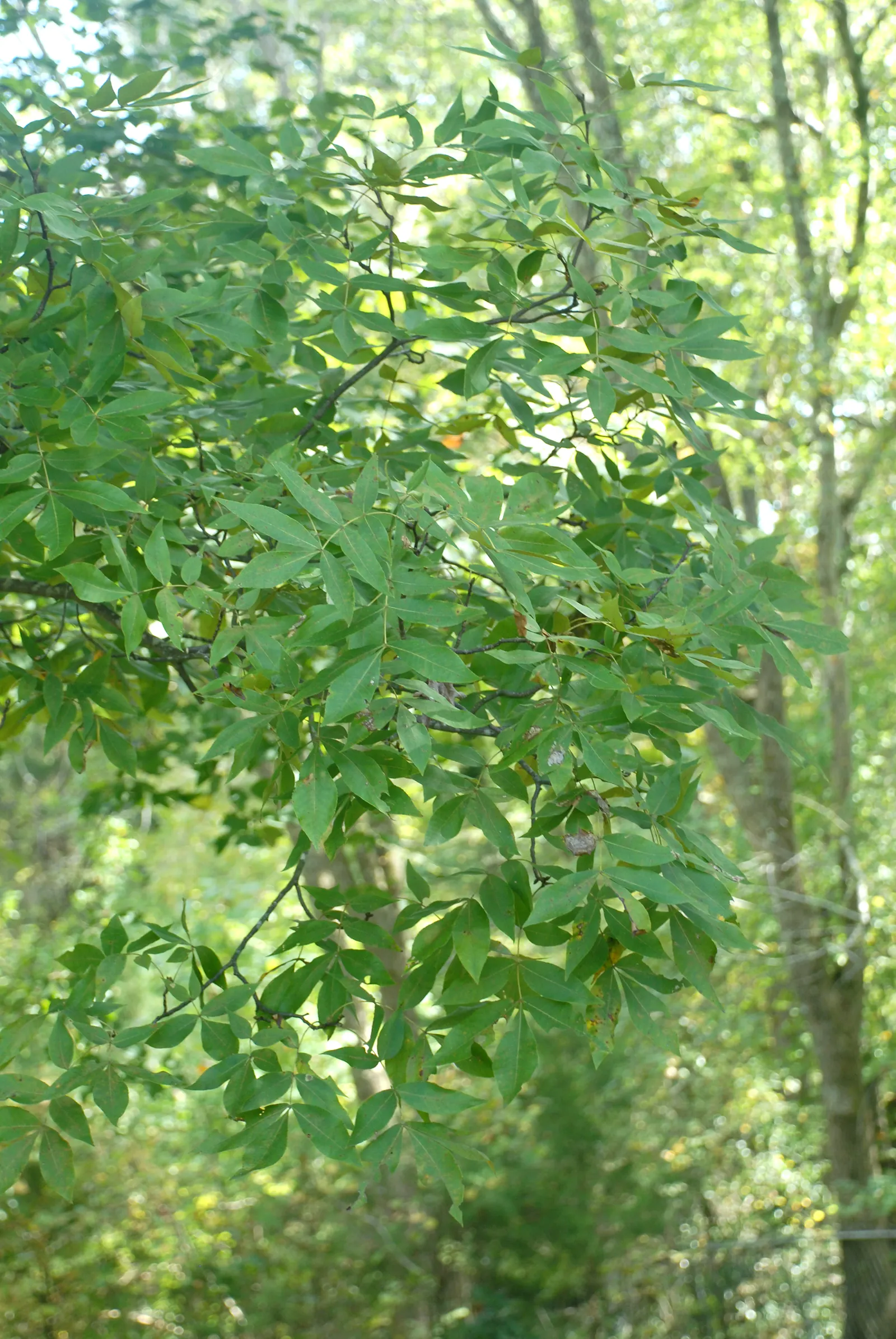 Sand Hickory (Carya Pallida) — The Sand Hickory (Carya pallida) is a hardy deciduous tree, thriving in well-drained sandy soils